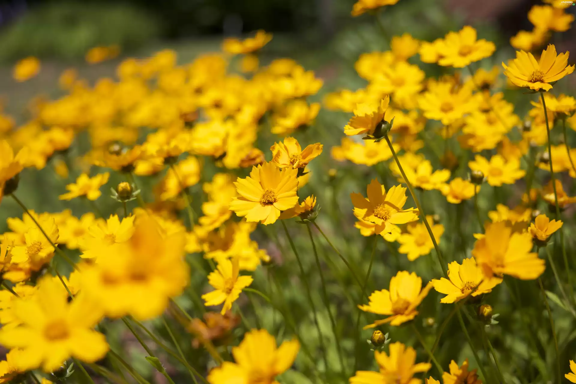 Coreopsis, Yellow, Flowers
