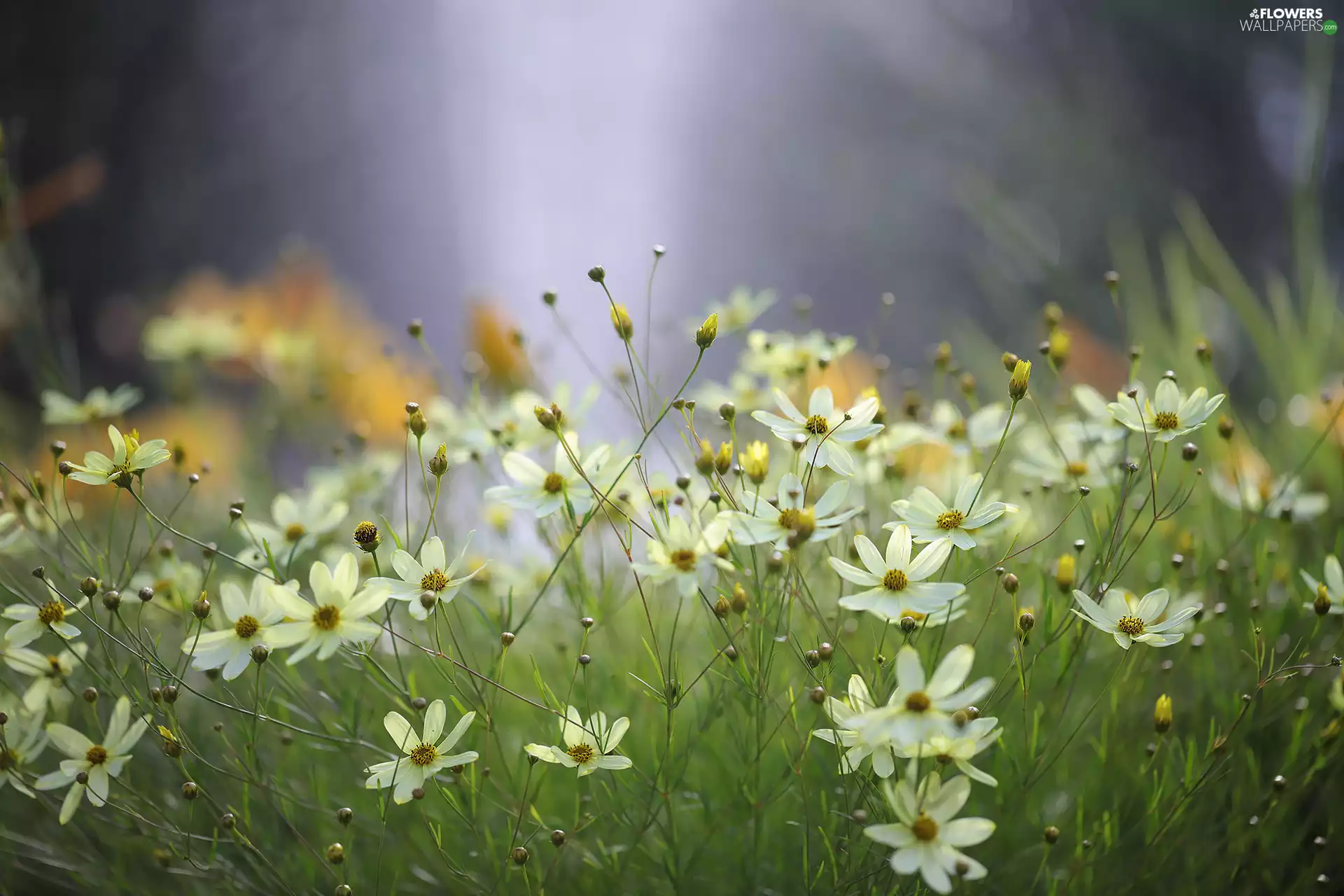 Flowers, Coreopsis Verticillata, Light yellow