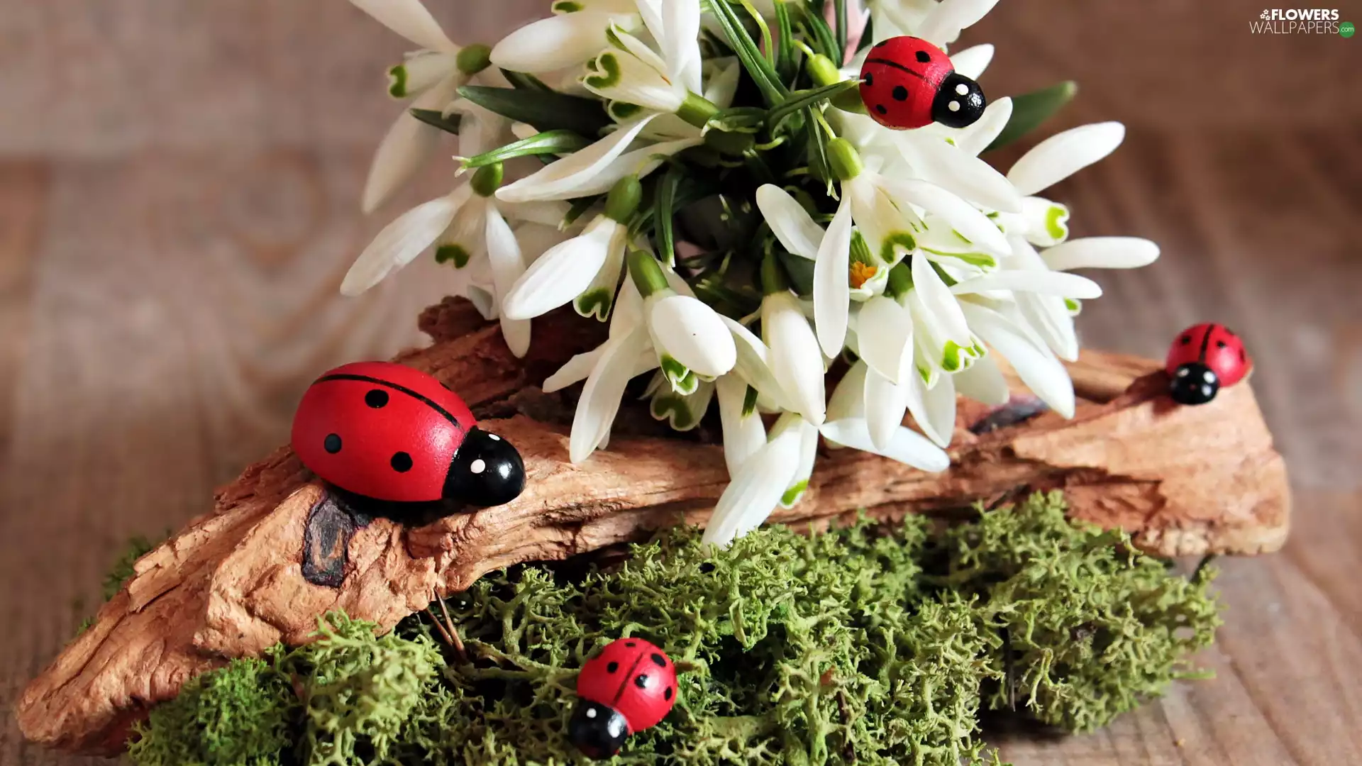 Spring, snowdrops, Moss, ladybugs, wood, Flowers, White, cork
