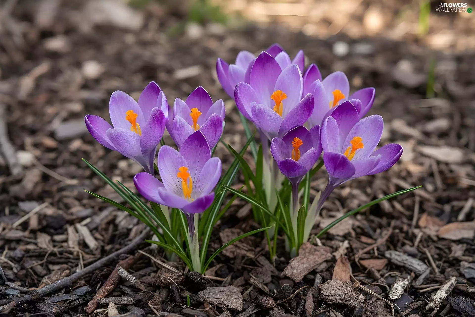 land, cork, purple, Flowers, crocuses