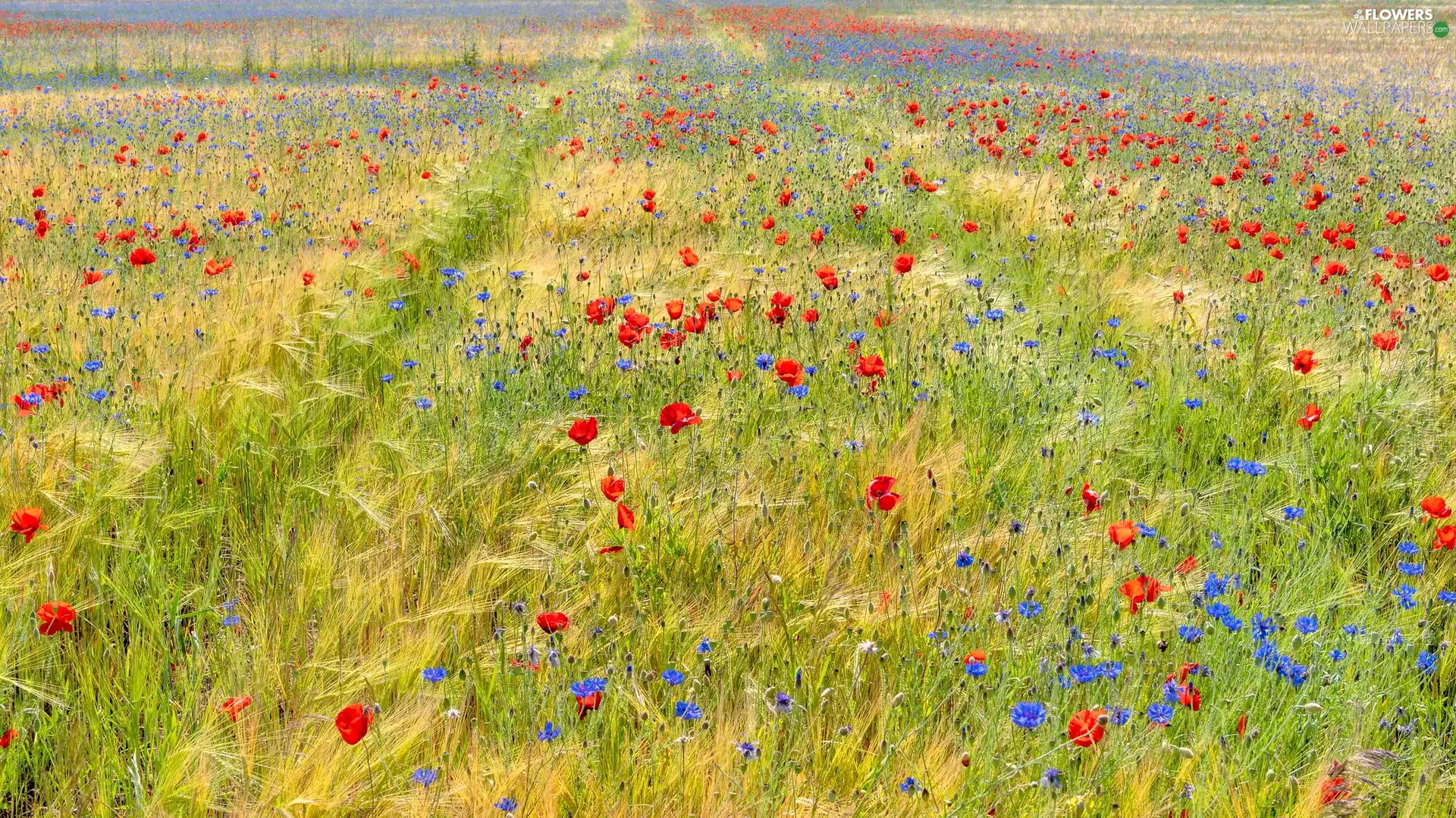 corn, papavers, cornflowers