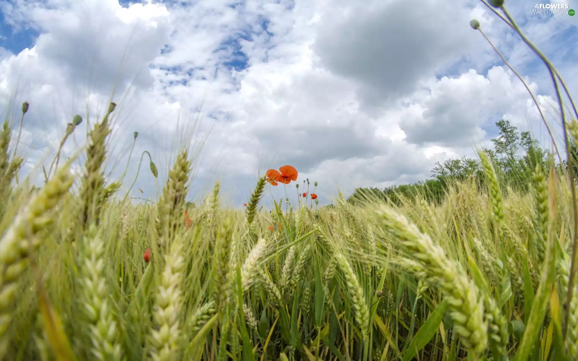 Field, papavers, Sky, corn