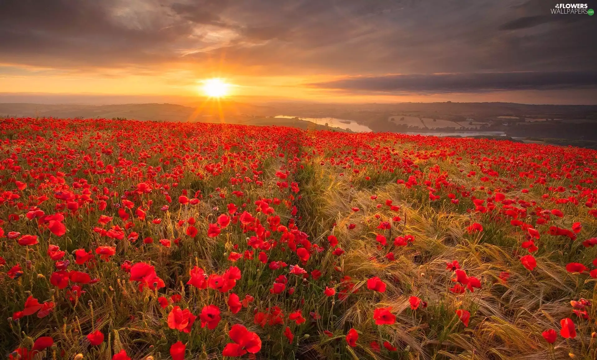 clouds, Great Sunsets, corn, papavers, Field