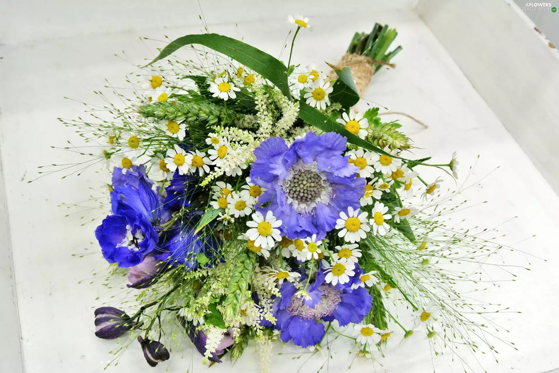 grass, corn, papavers, camomiles, bouquet