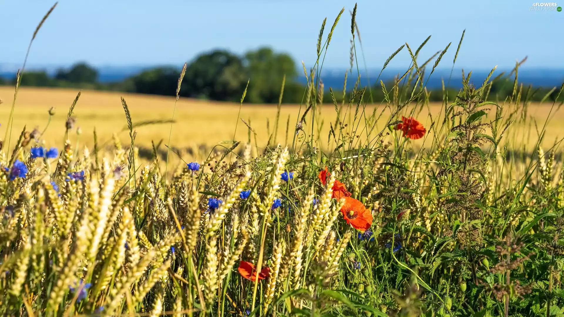 papavers, cornflowers, grass, corn