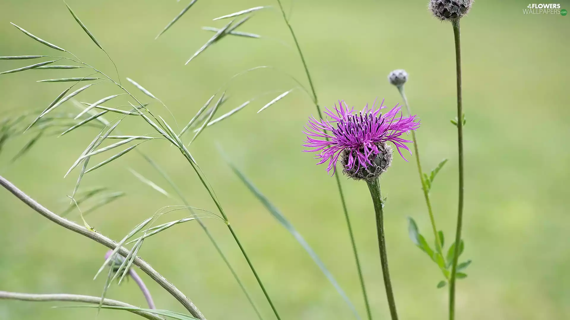 grass, Flowers, Meadow Cornflower