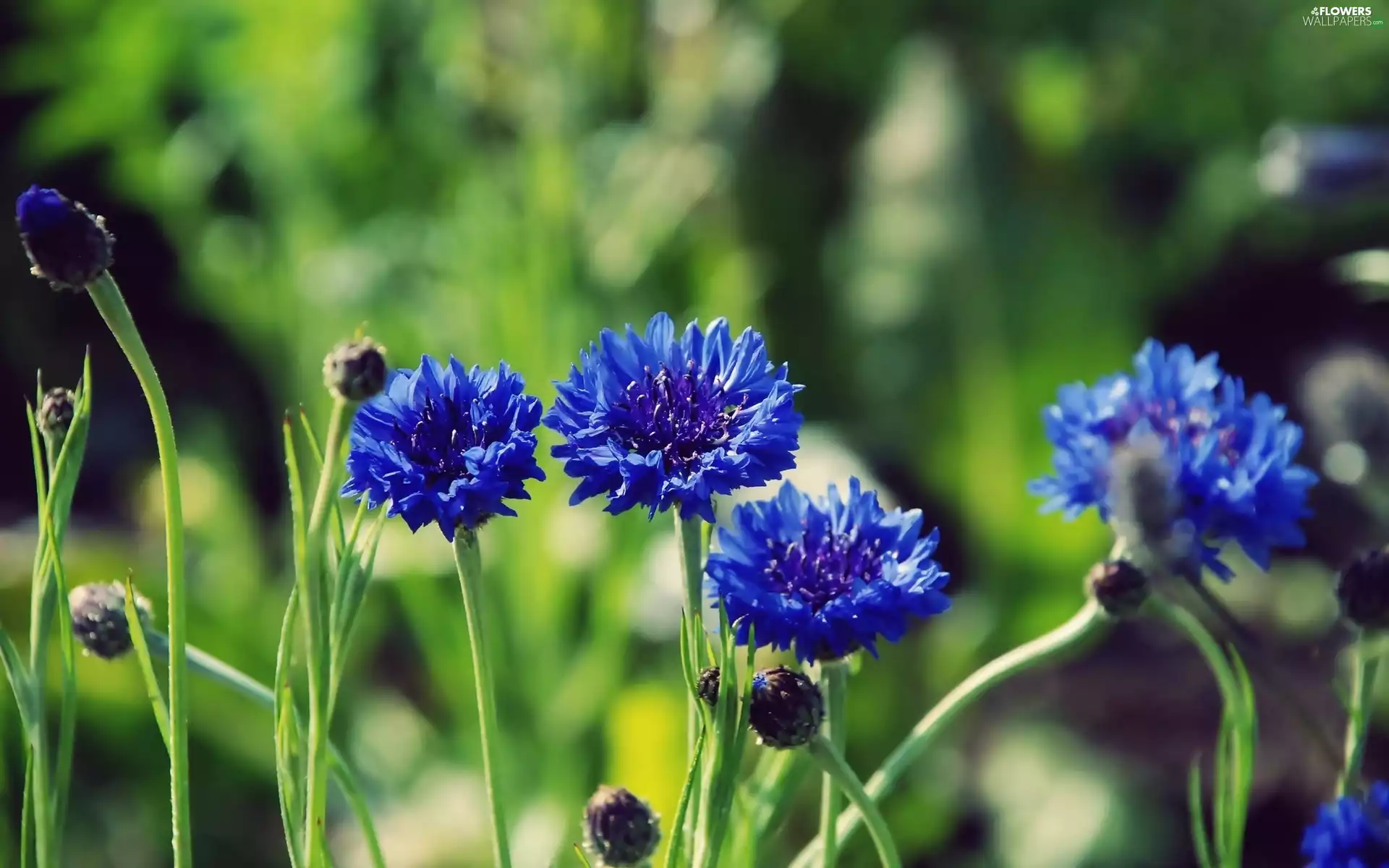 cornflowers
