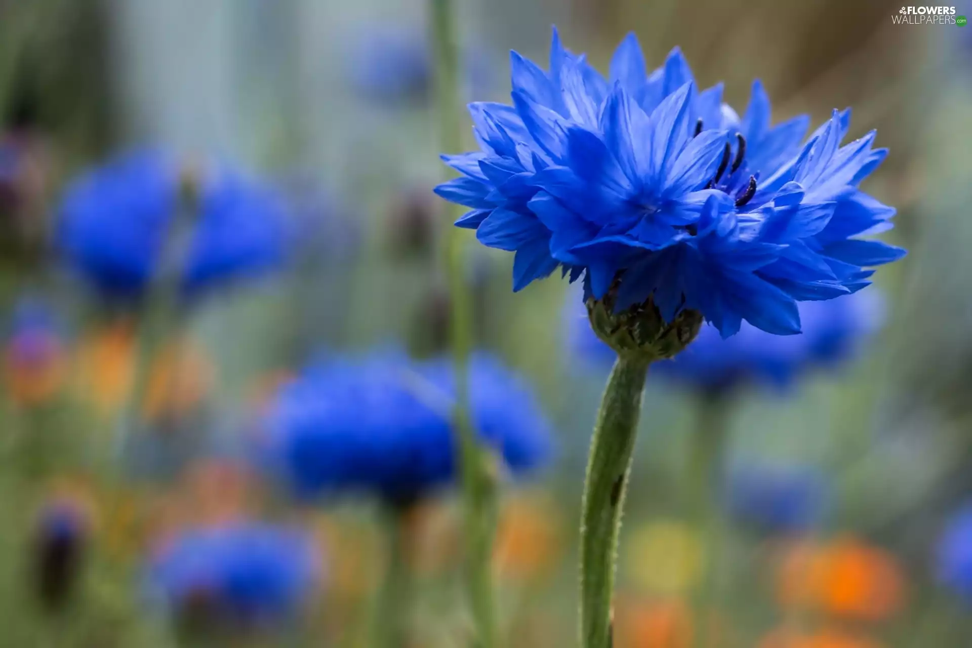 cornflowers