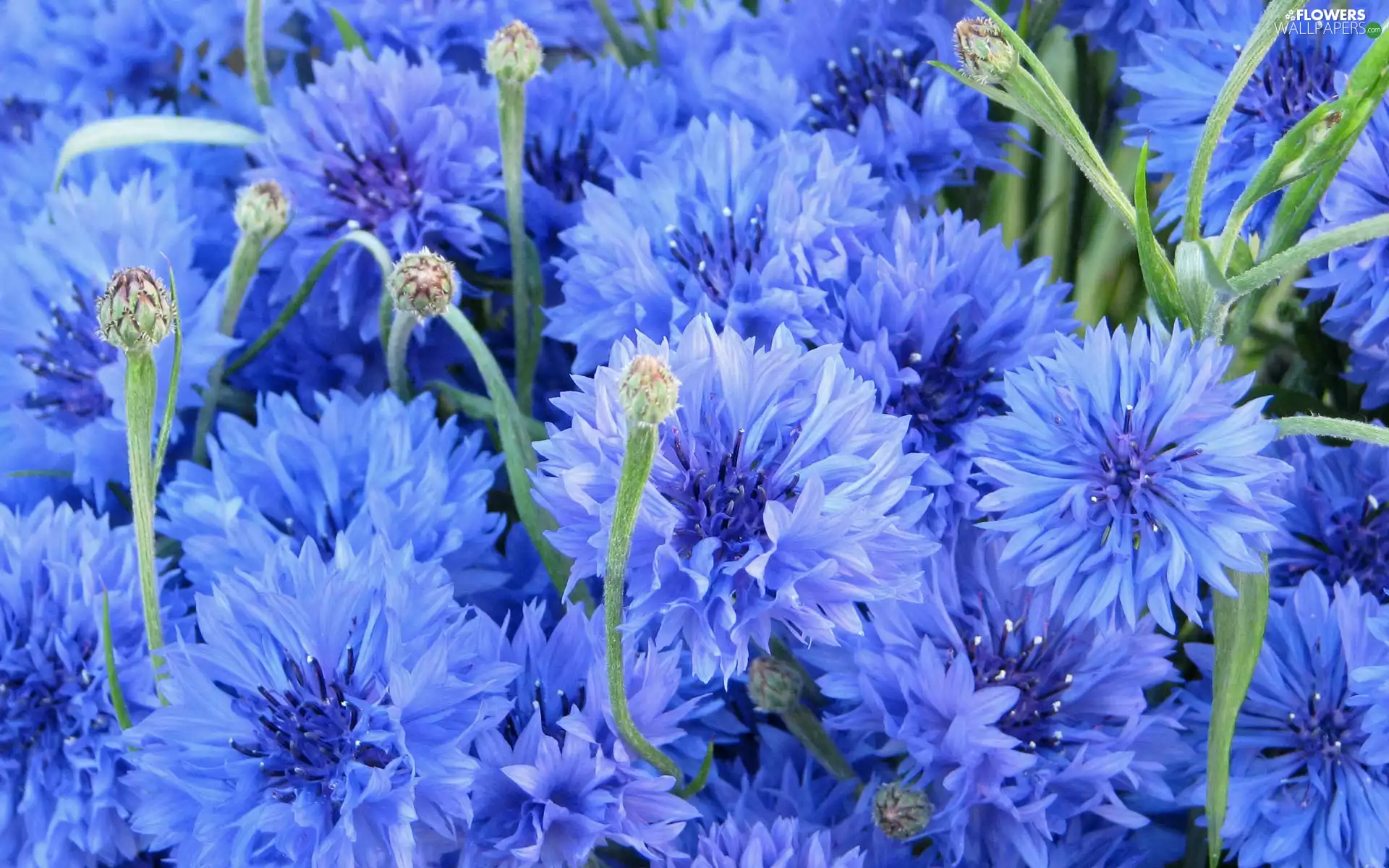cornflowers