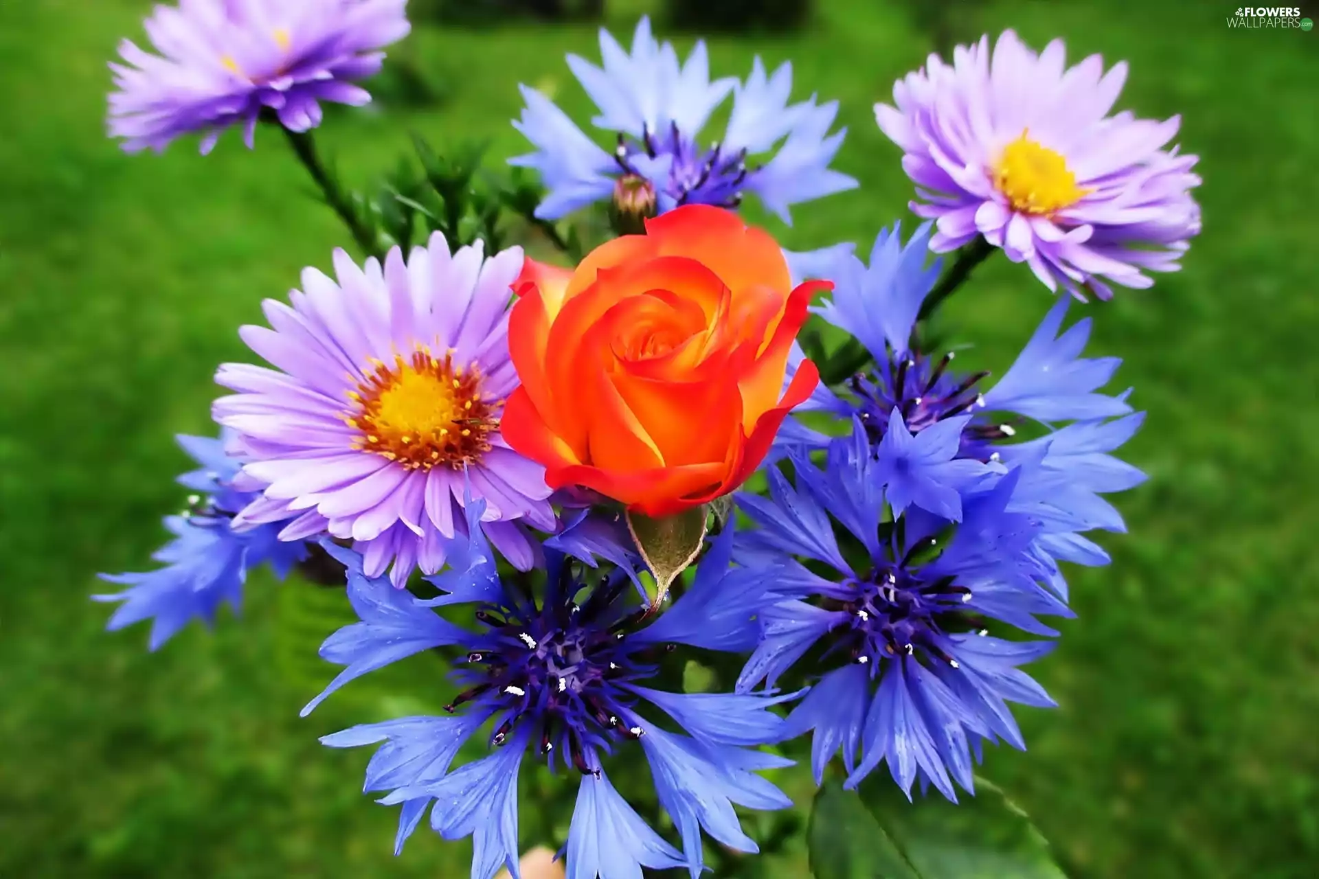 Astra, rose, bouquet, cornflowers