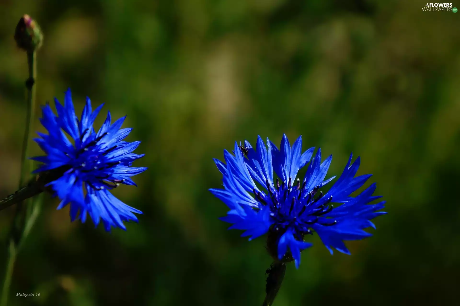 cornflowers, Flowers, Blue