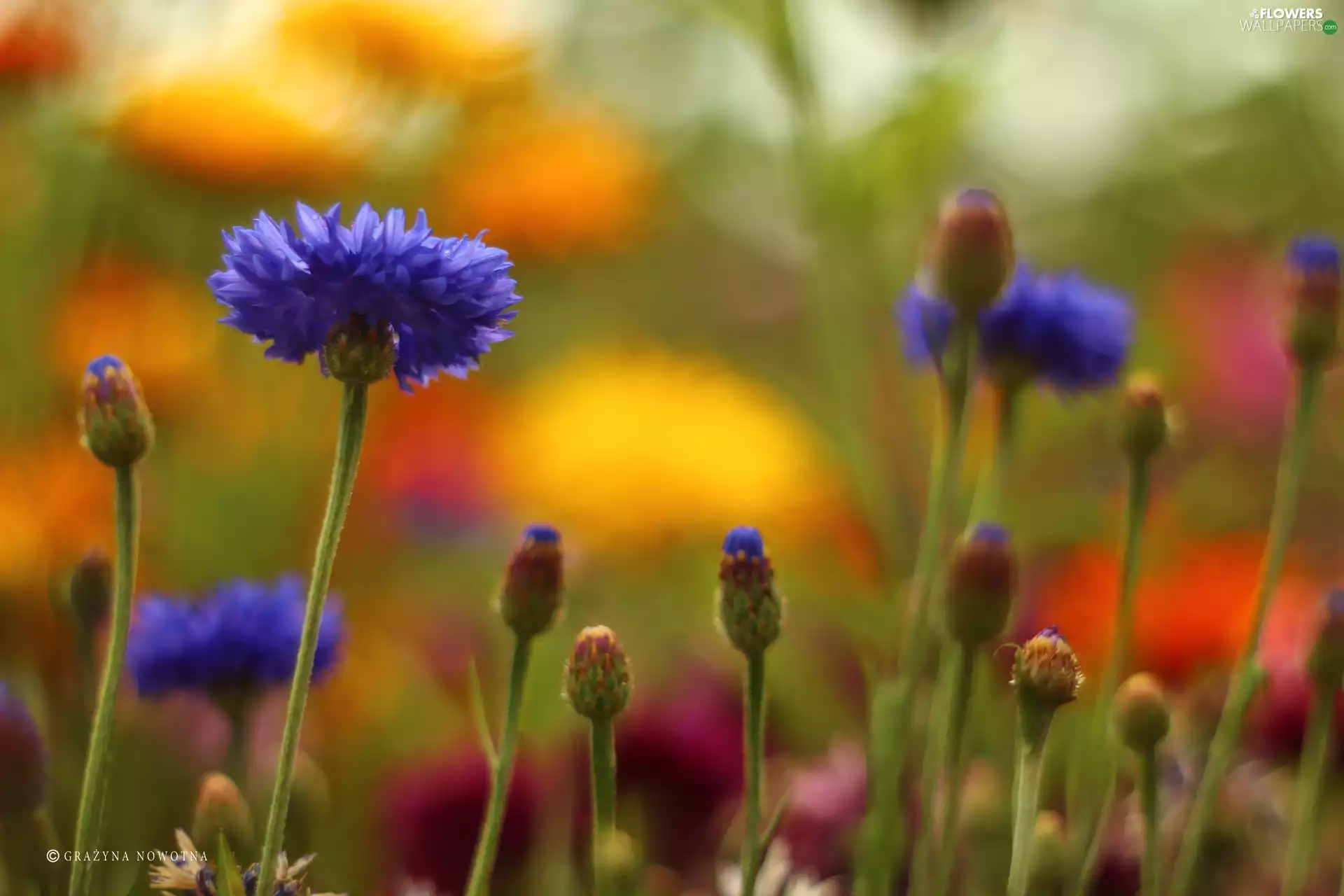 cornflowers, Blue