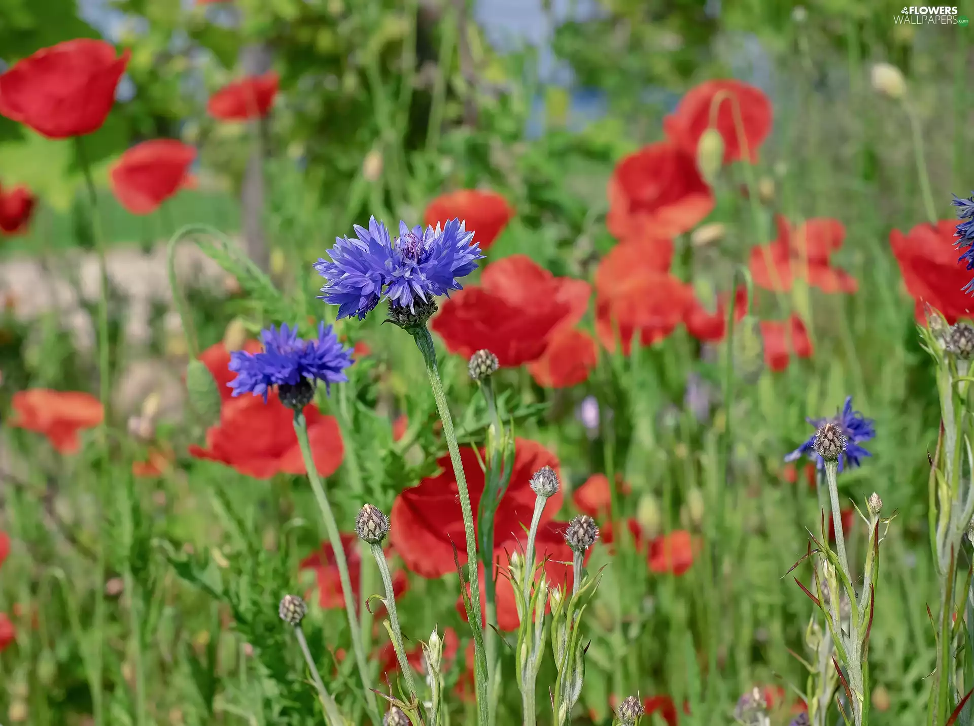 blurry background, papavers, cornflowers
