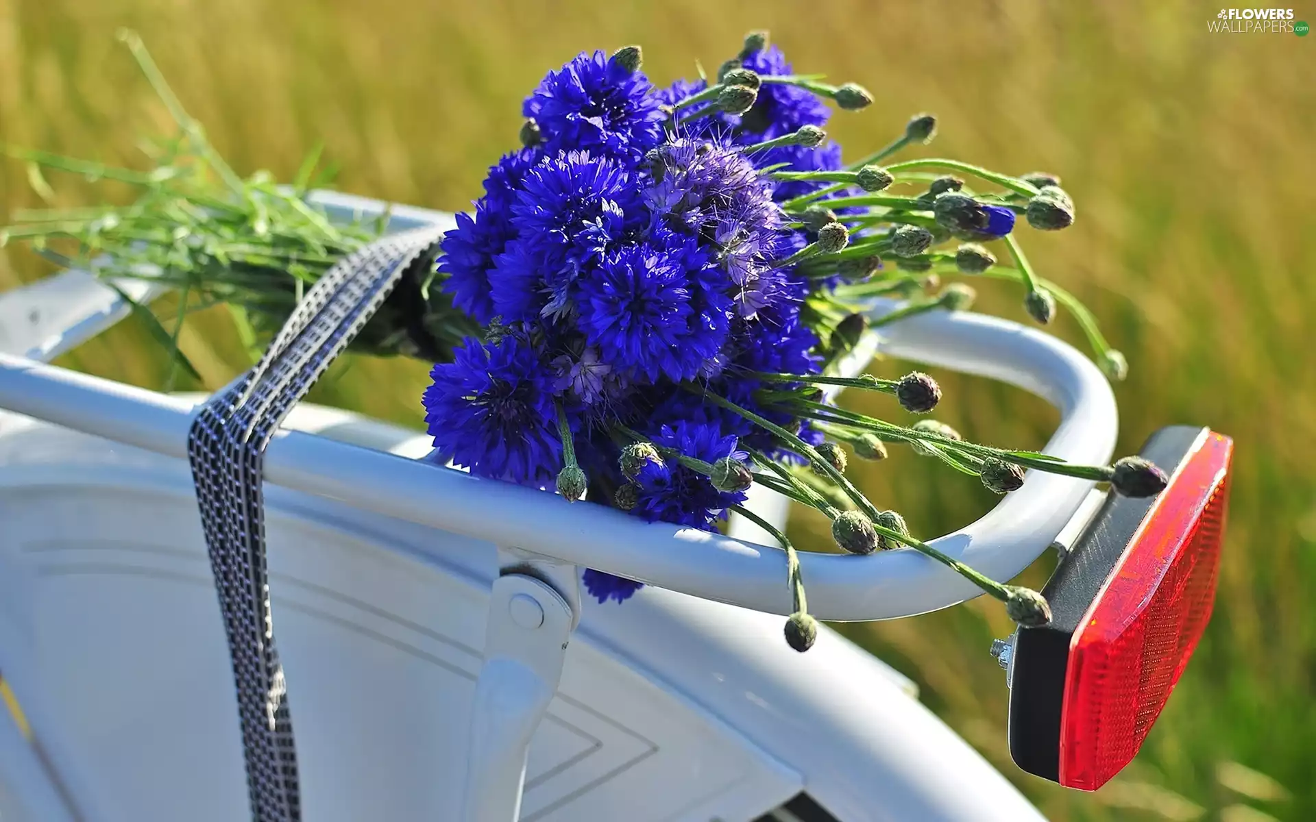 bouquet, frame, Bike, cornflowers