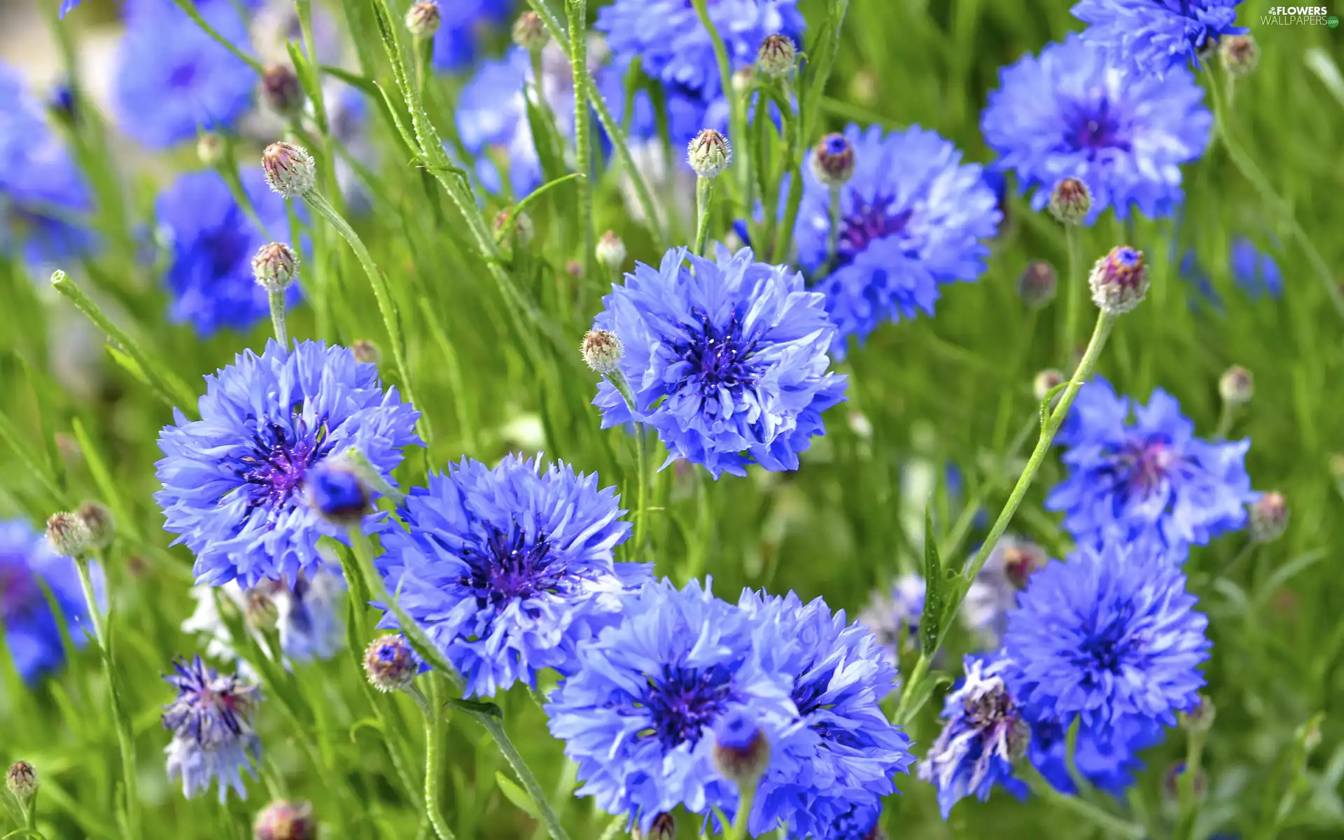 Flowers, Blue, Buds, cornflowers