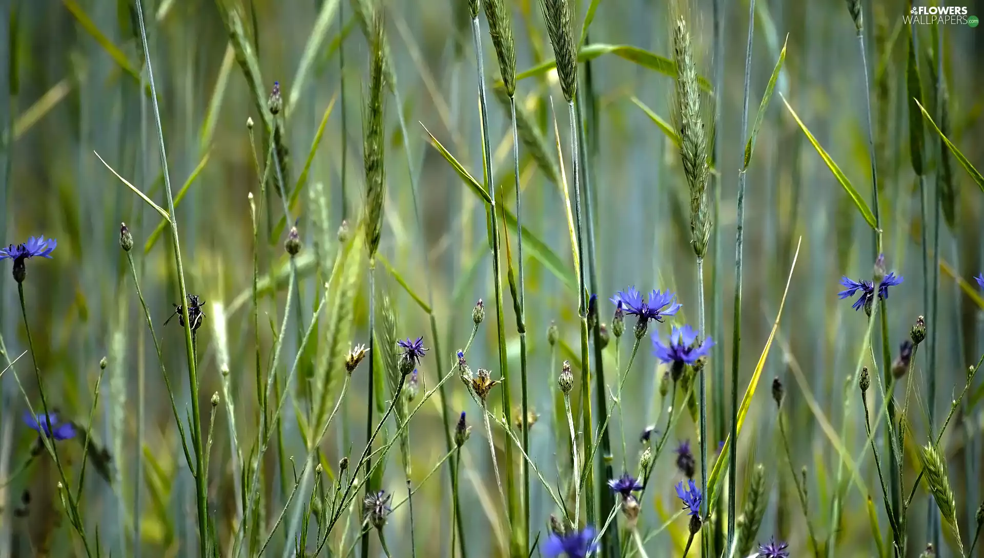 Flowers, corn, Ears, cornflowers