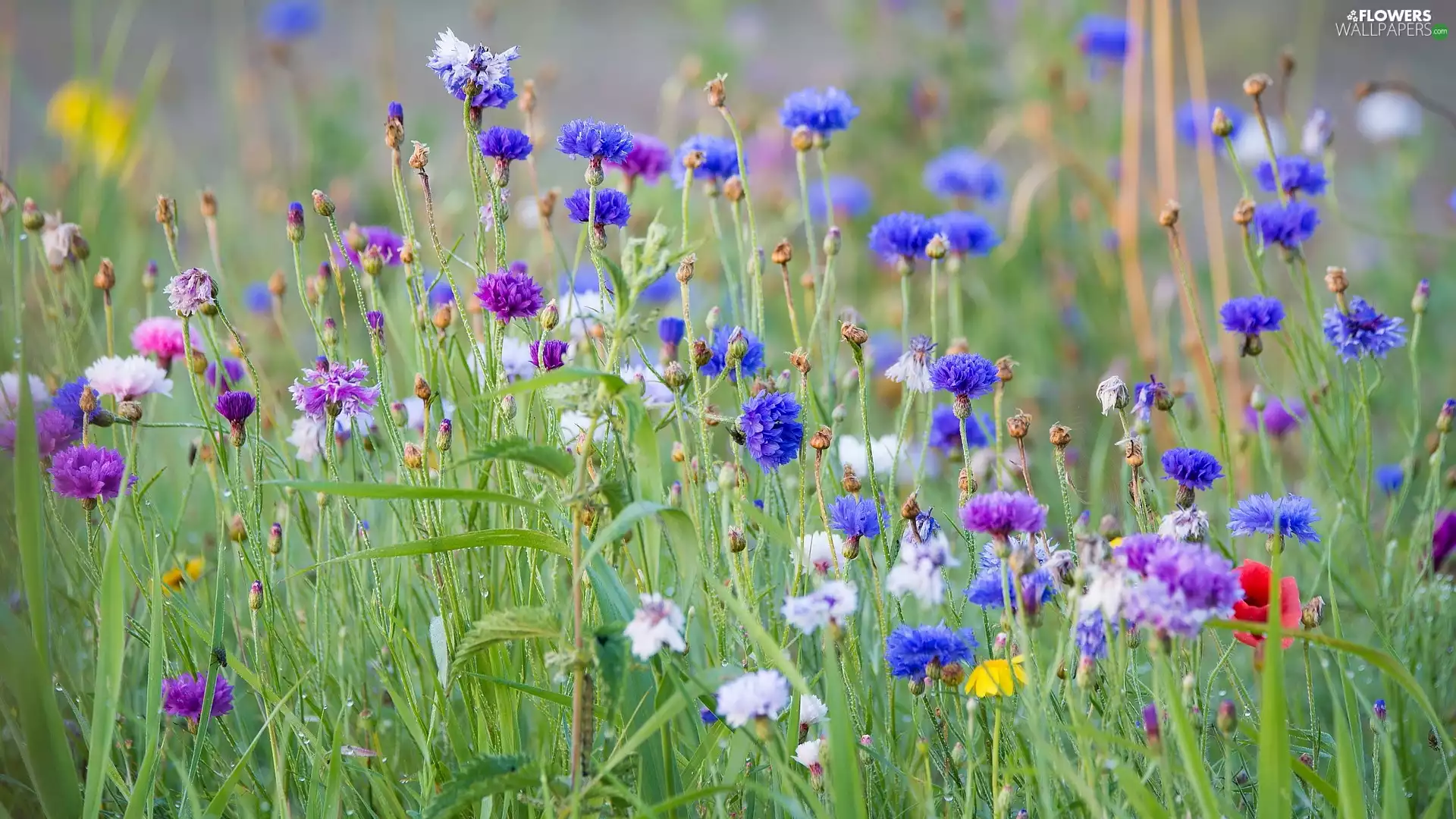 cornflowers, Meadow, Flowers