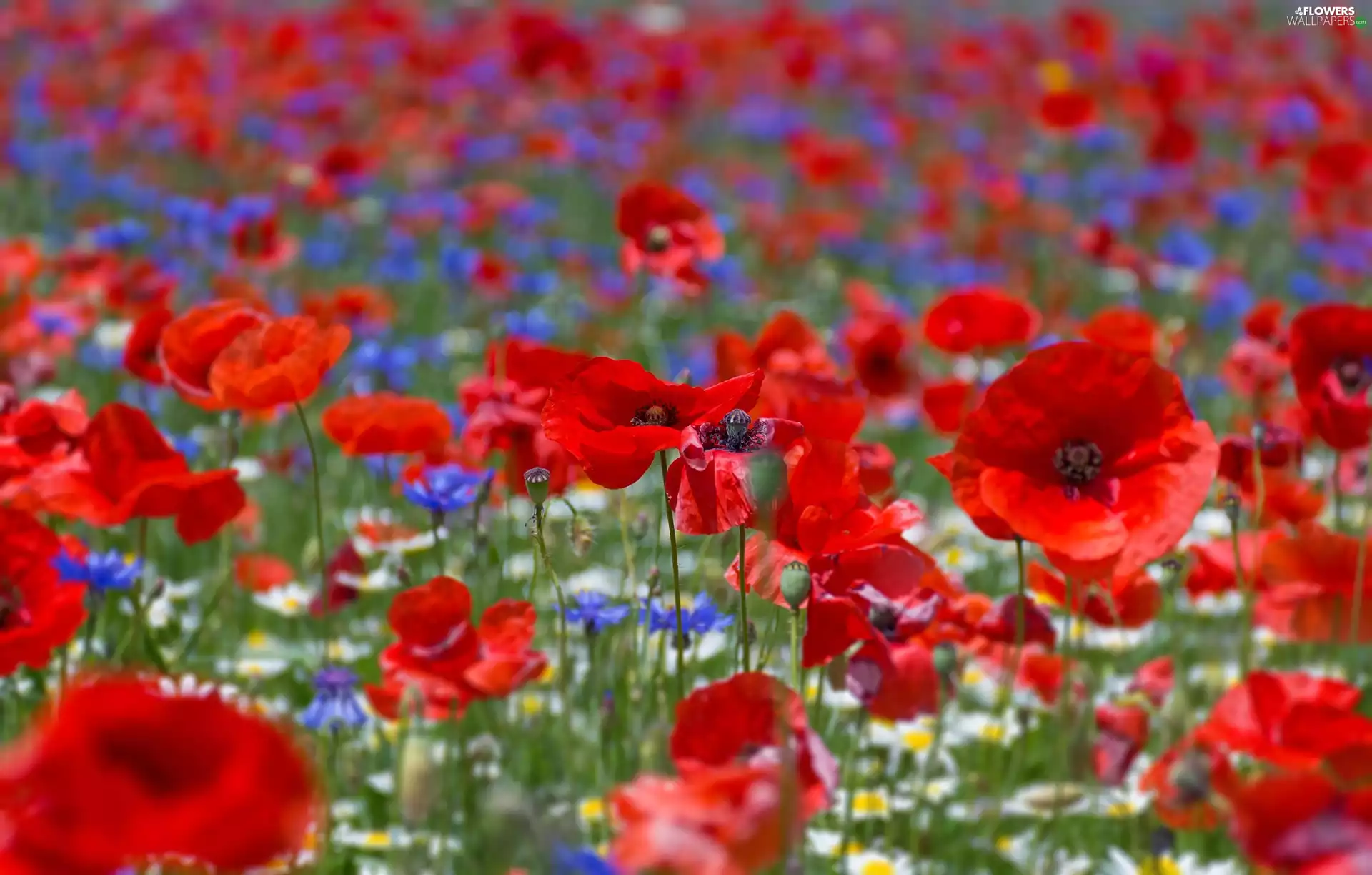 cornflowers, papavers, Meadow