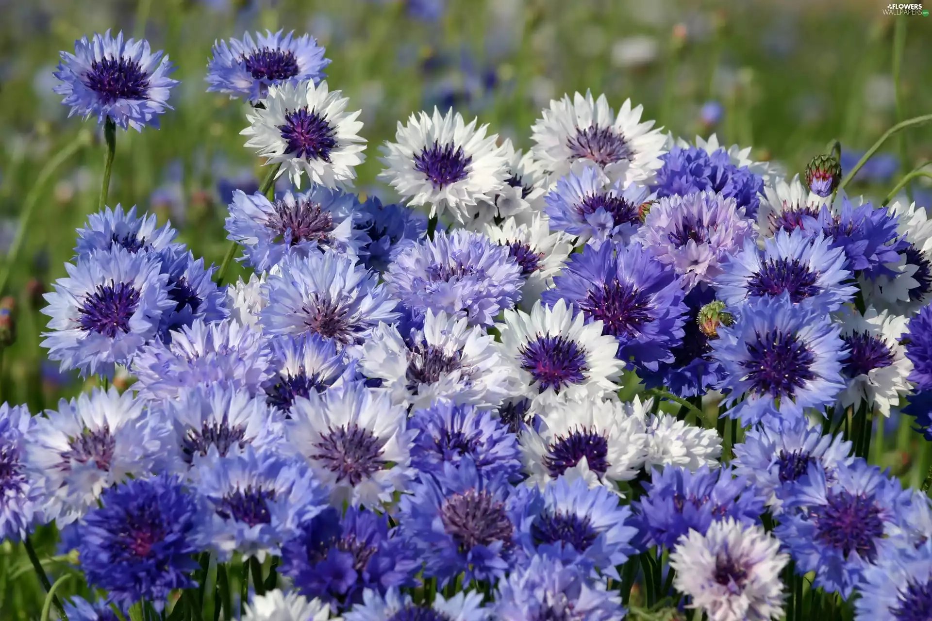 cornflowers, Meadow