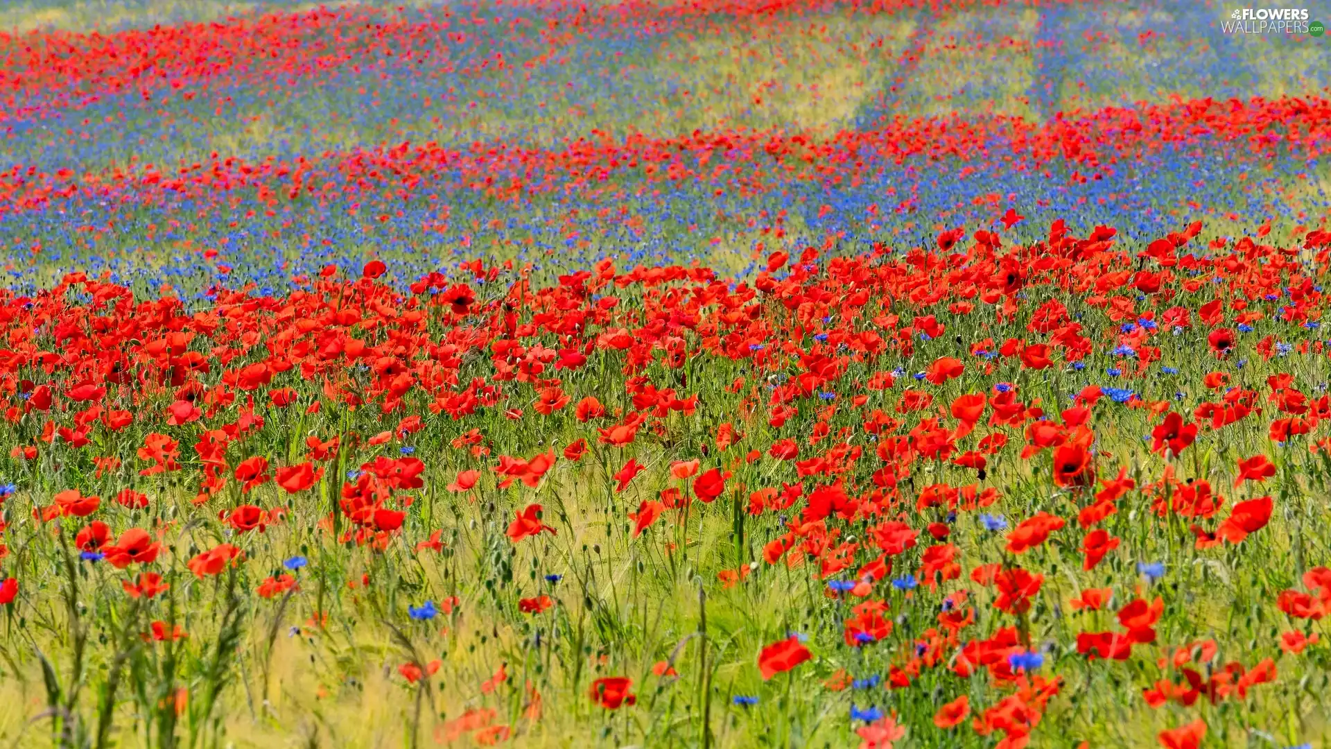 cornflowers, Flowers, papavers