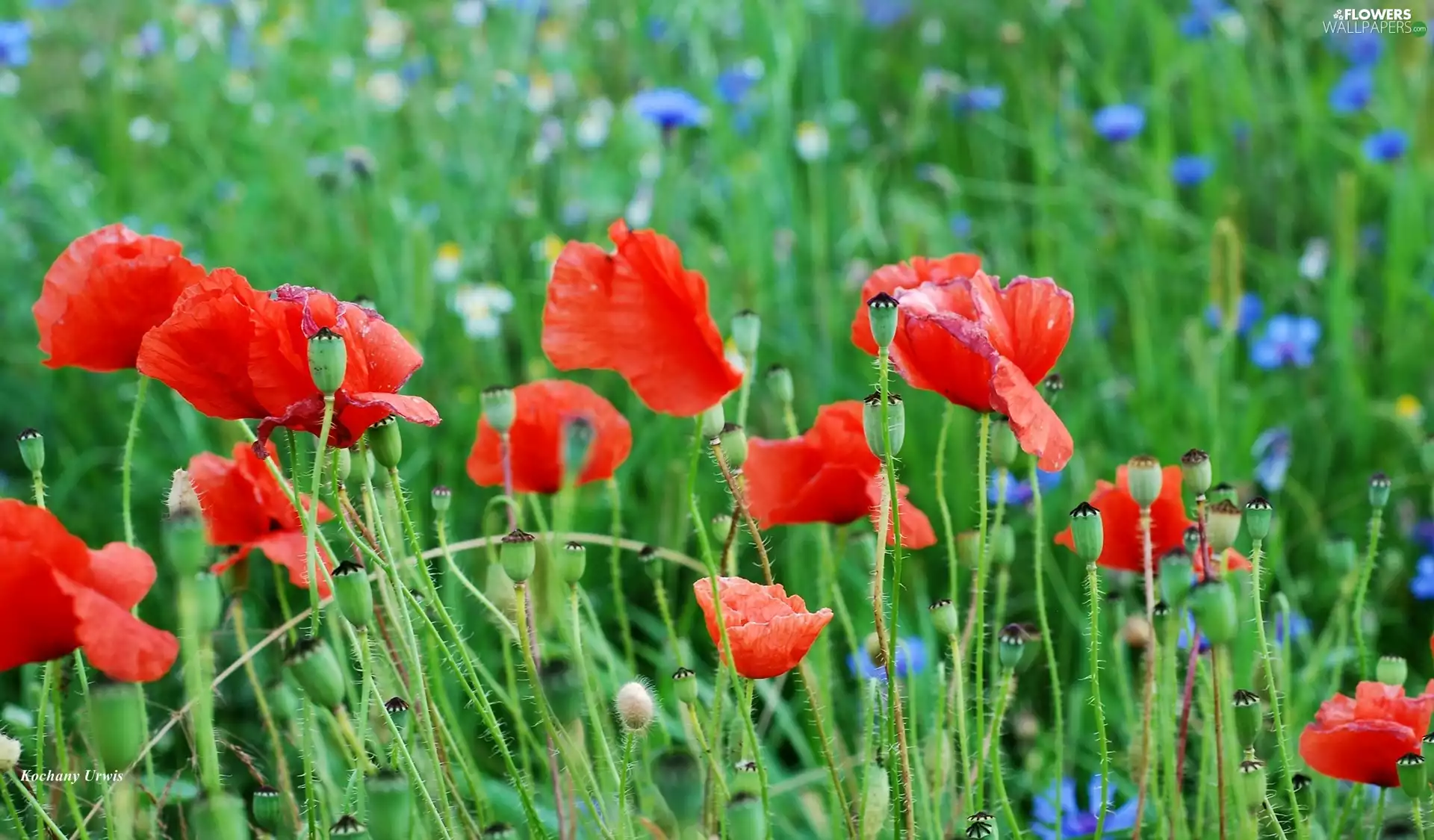 cornflowers, Wildflowers, papavers