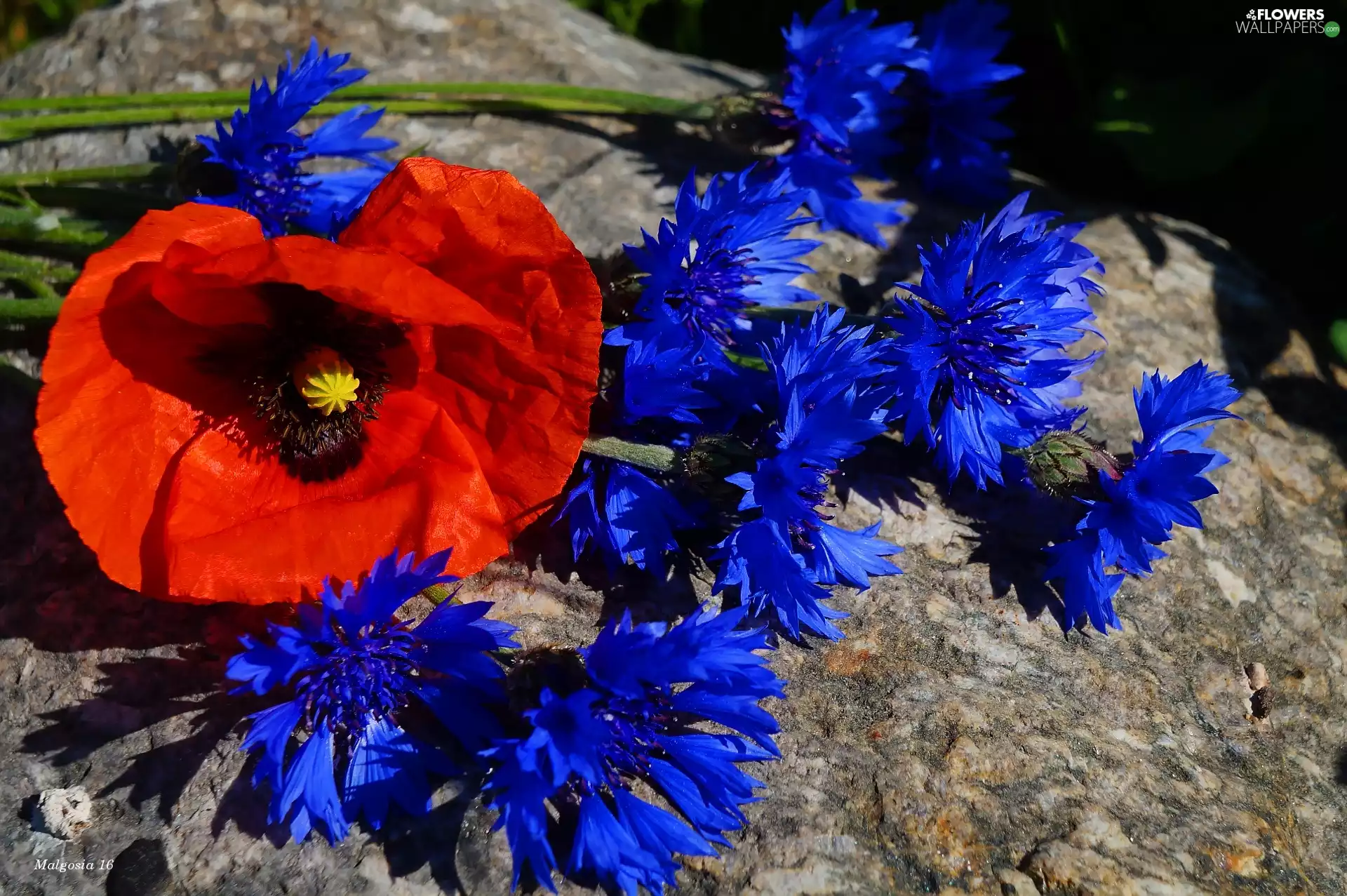 Flowers, cornflowers, red weed, bouquet