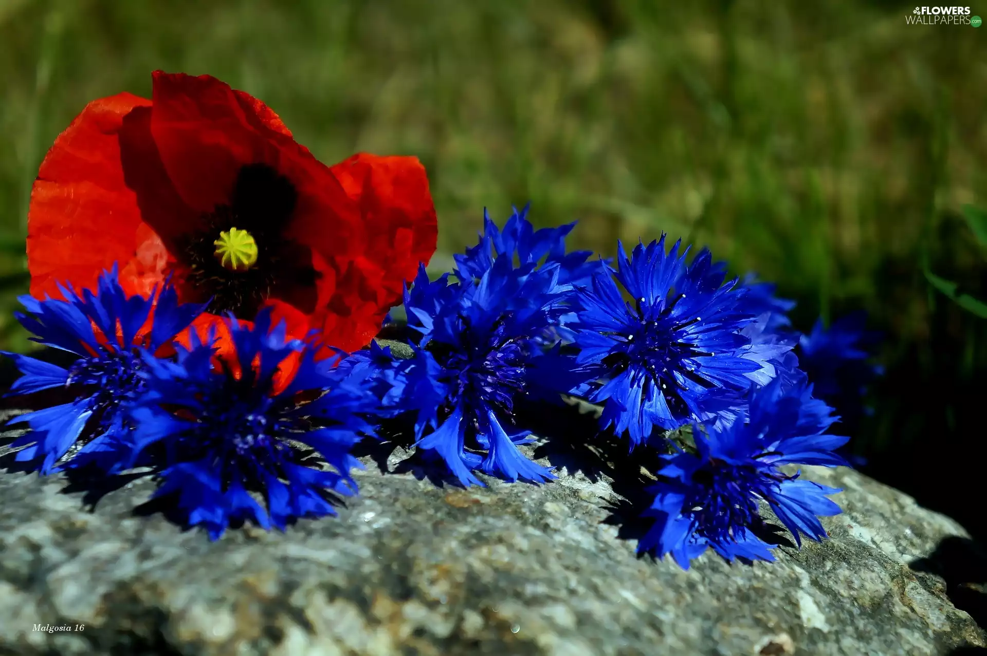Flowers, cornflowers, red weed, bouquet