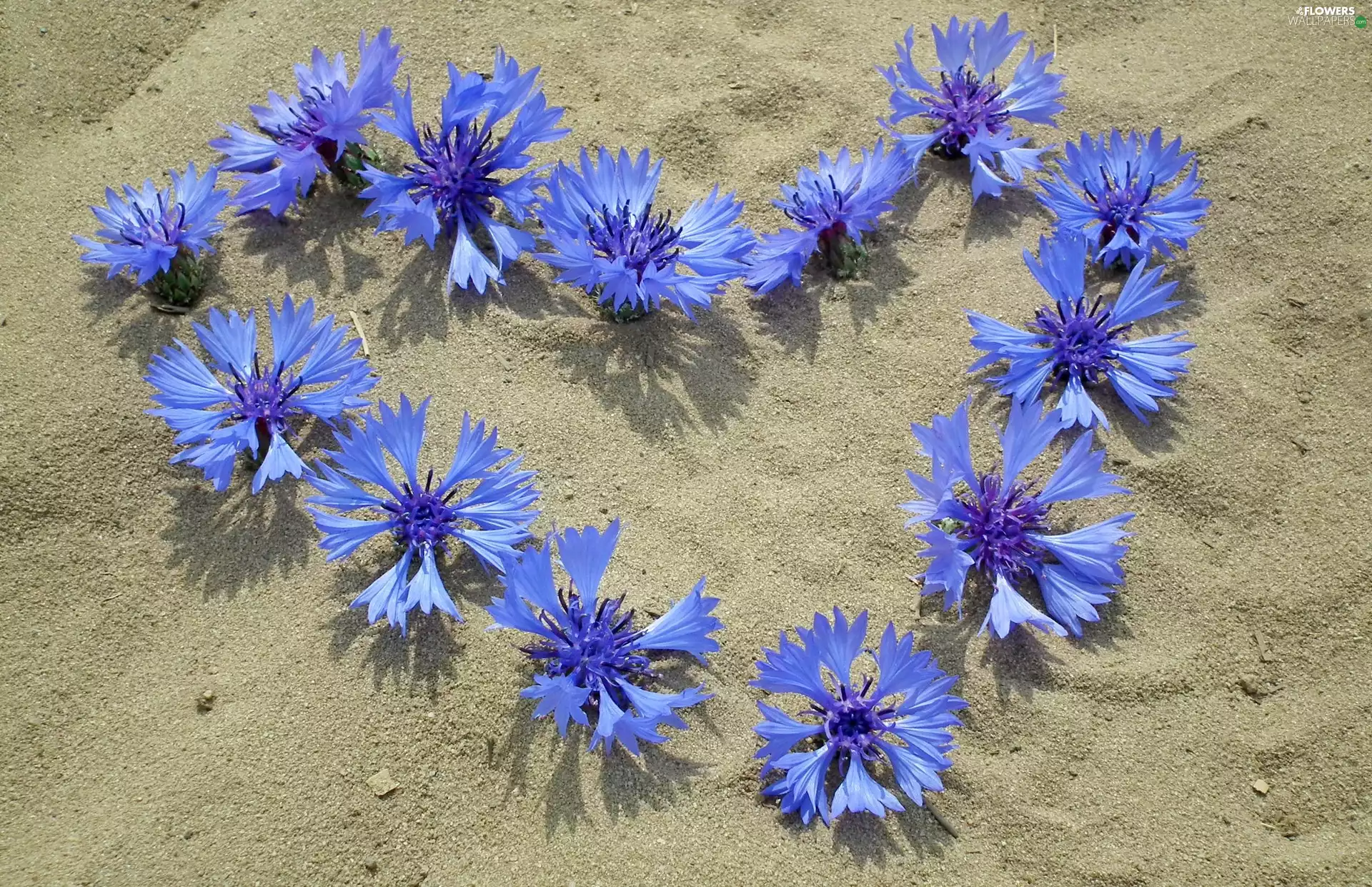 cornflowers, Sand