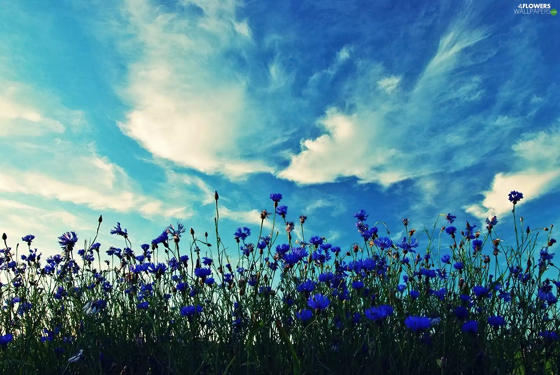 cornflowers, Sky