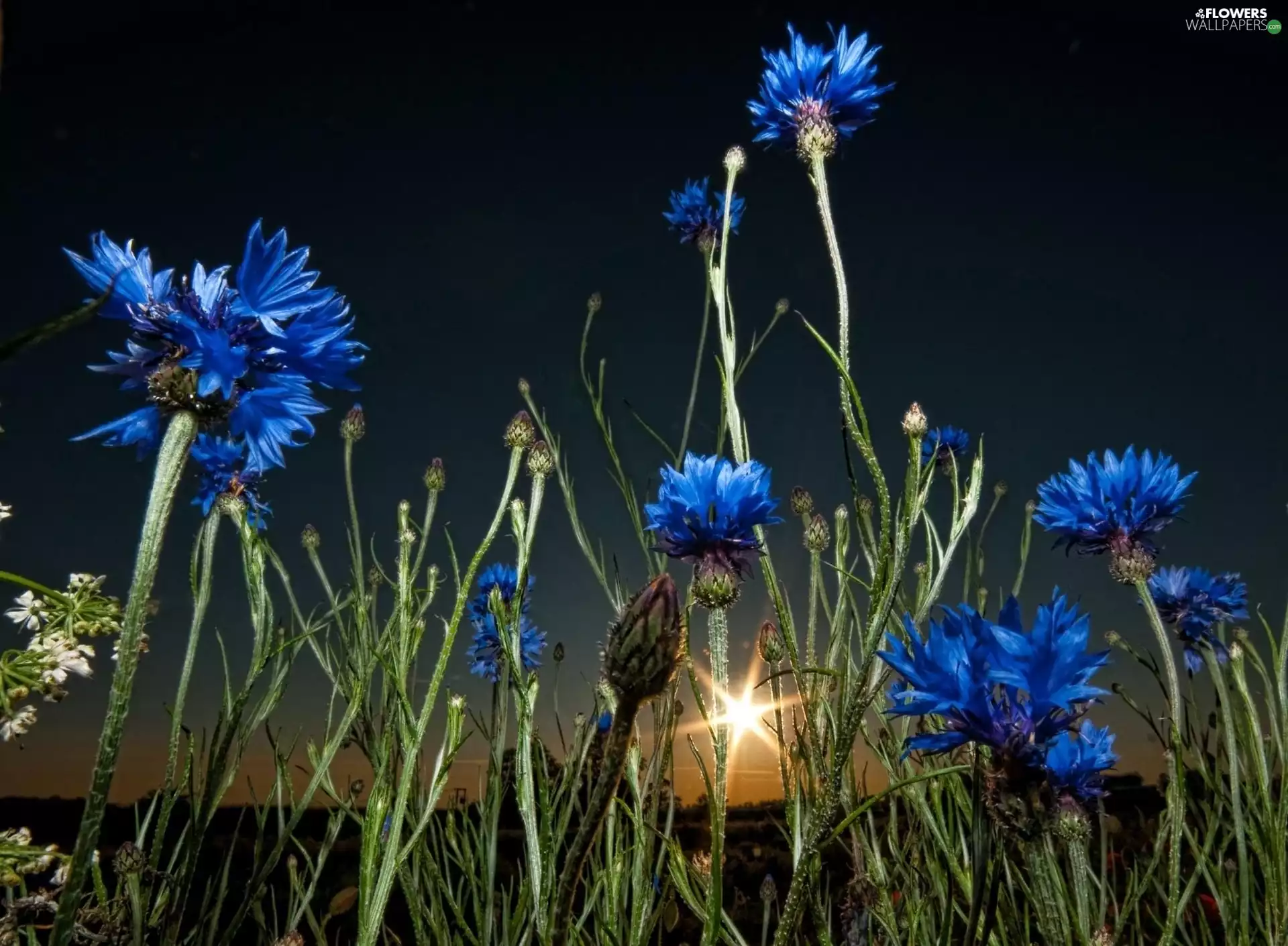 cornflowers, west, sun
