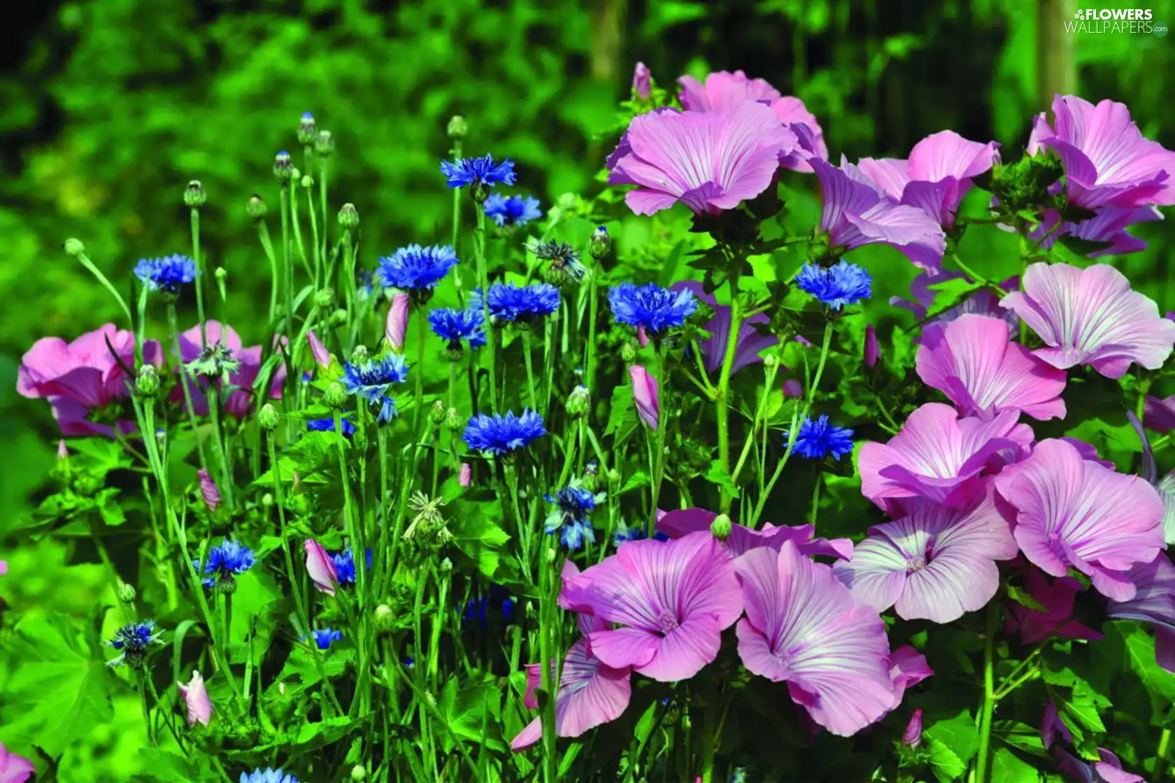cornflowers, Lavatera Trimestris