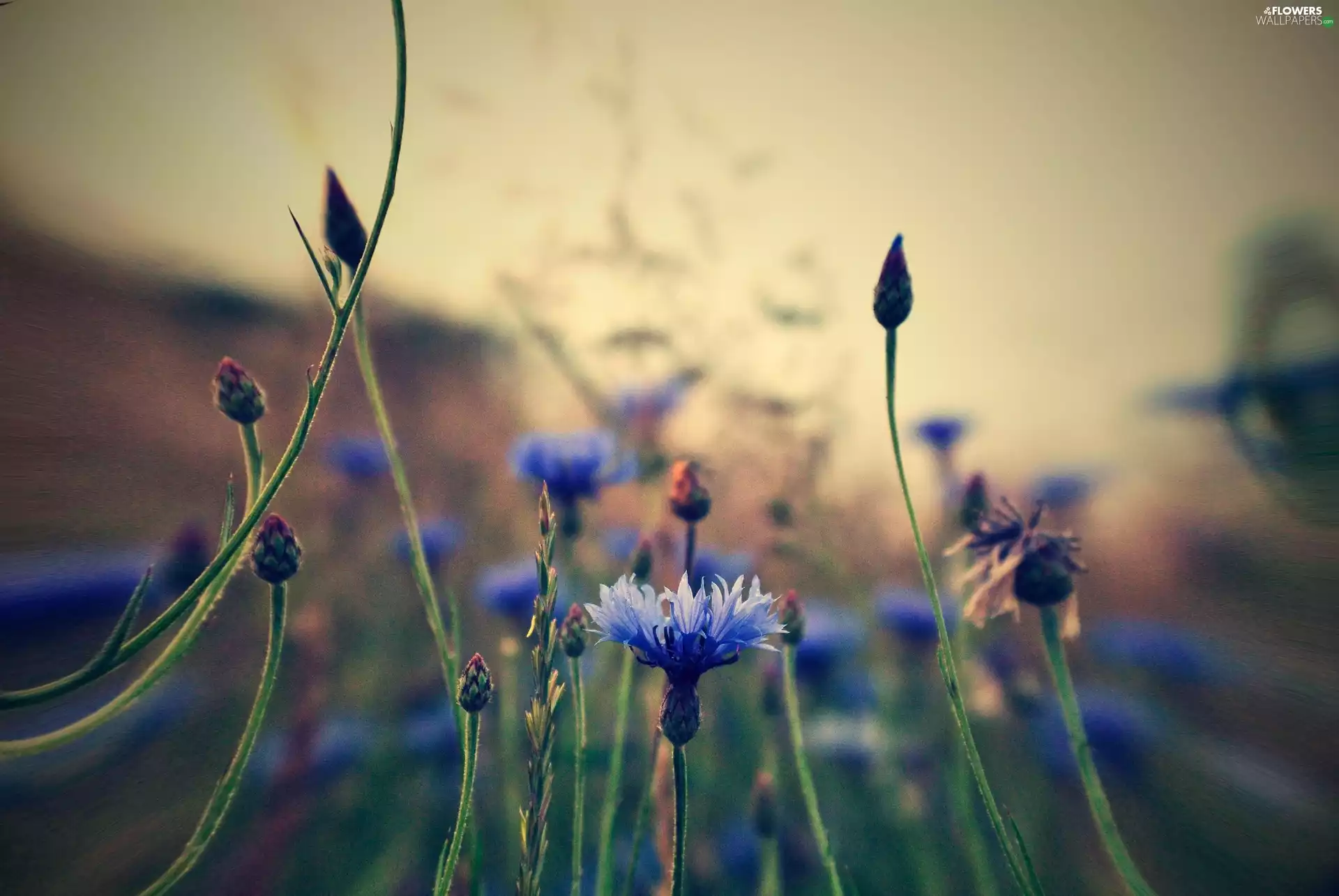 cornflowers