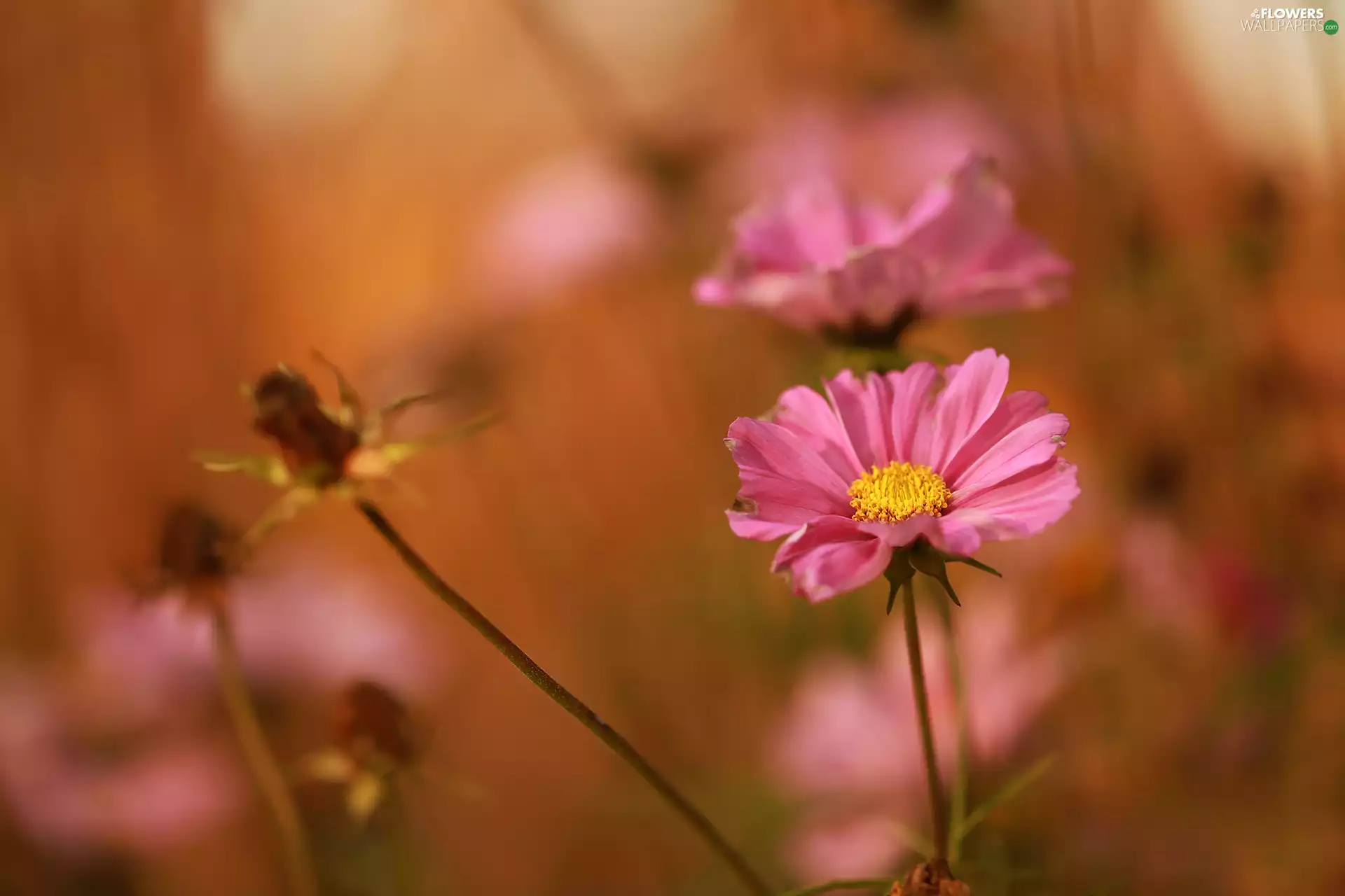Pink, Cosmos, blurry background, Flowers