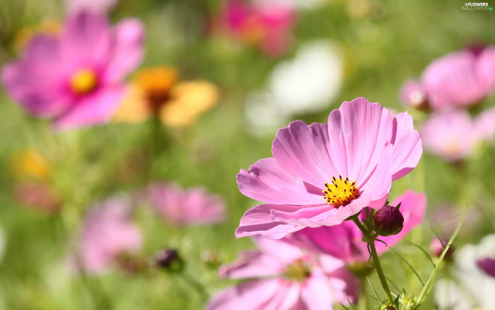 blurry background, Flowers, Cosmos