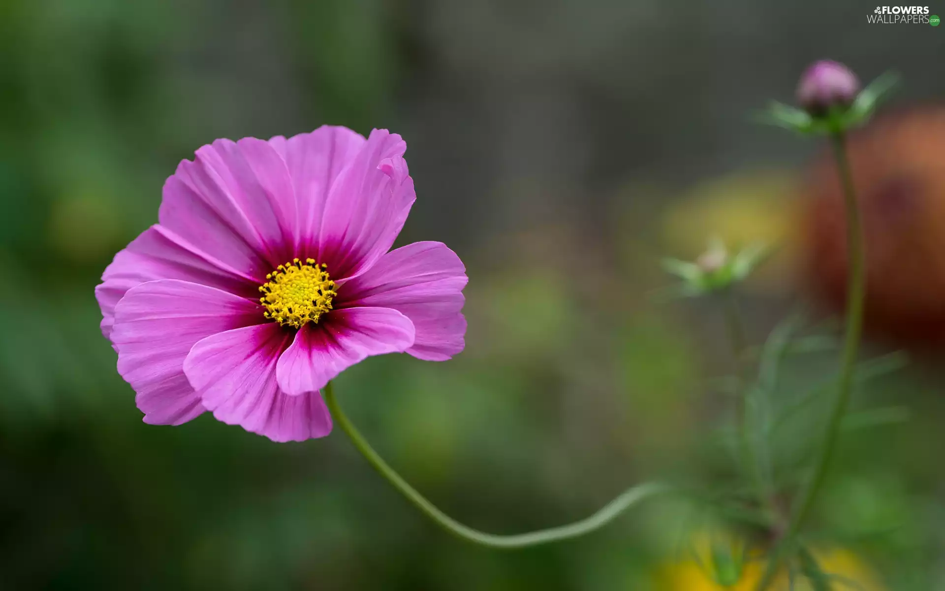 Pink, Cosmos, bud, Colourfull Flowers