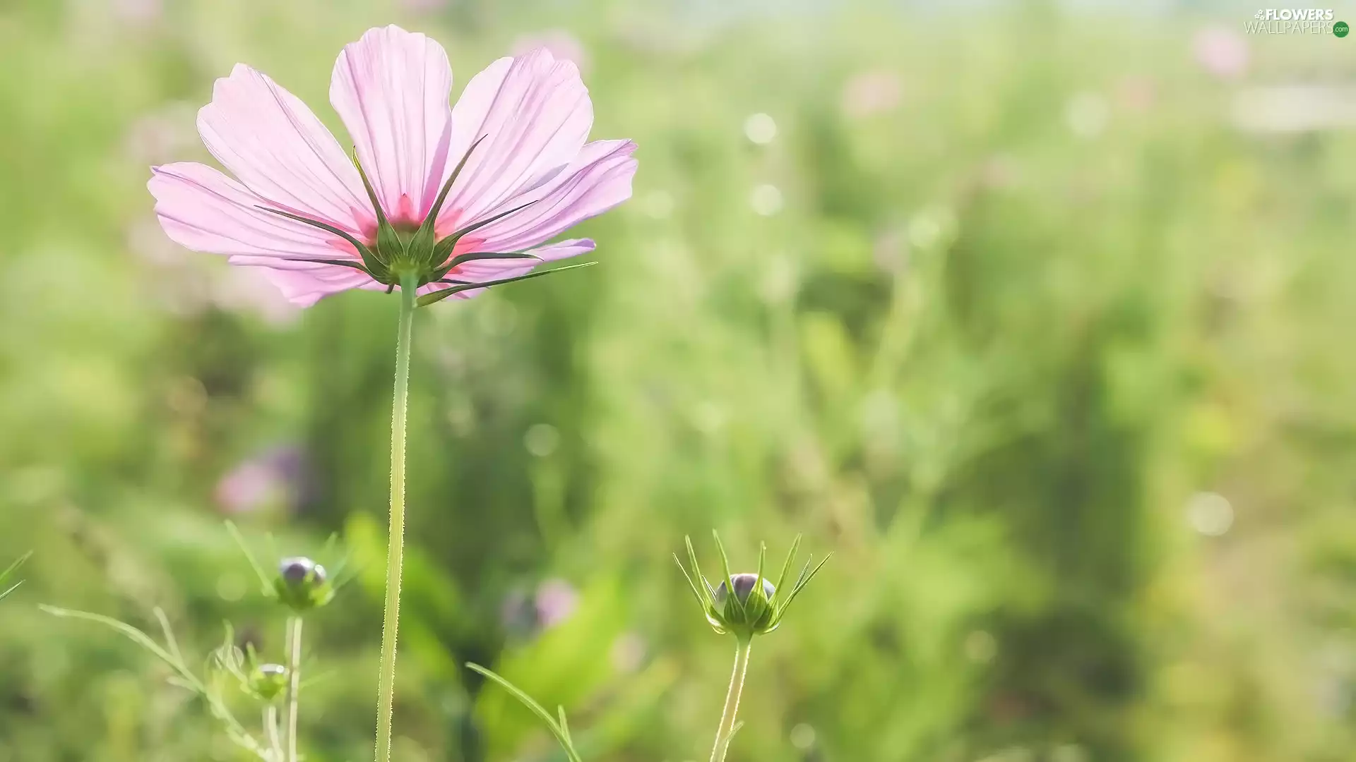 Buds, Colourfull Flowers, Cosmos