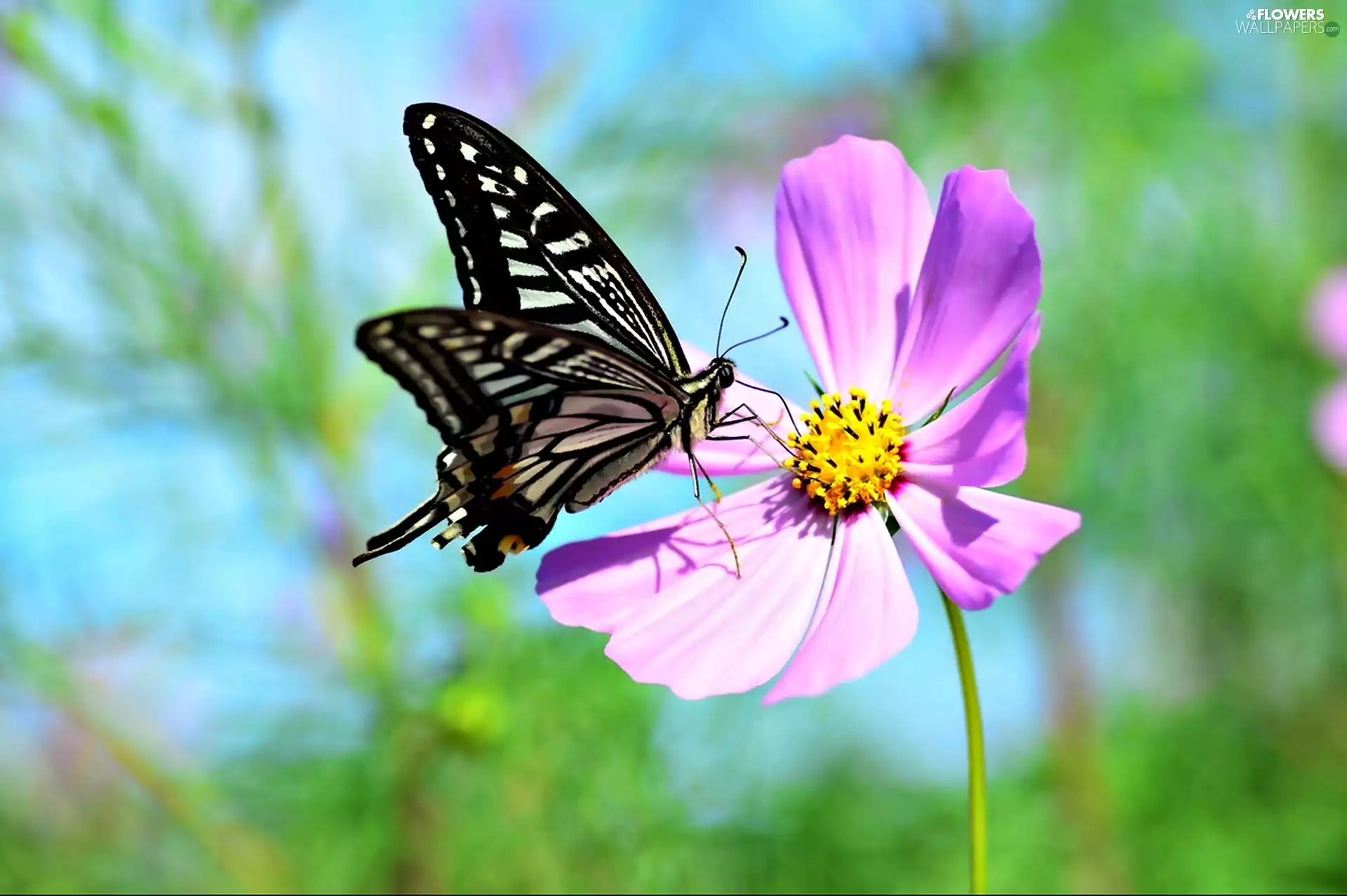 butterfly, Colourfull Flowers, Cosmos