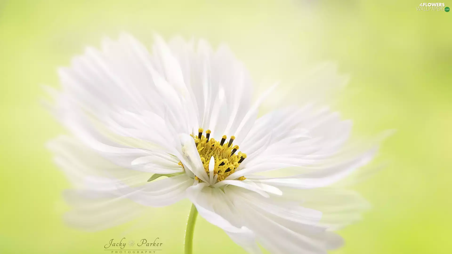 White, Cosmos, Close, Colourfull Flowers