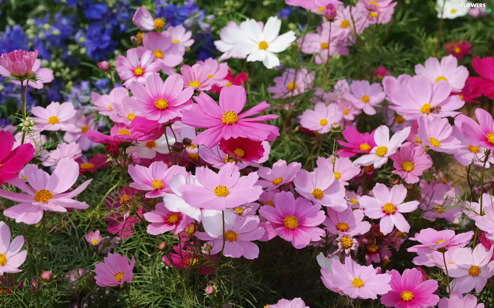 Cosmos, Flowers, color