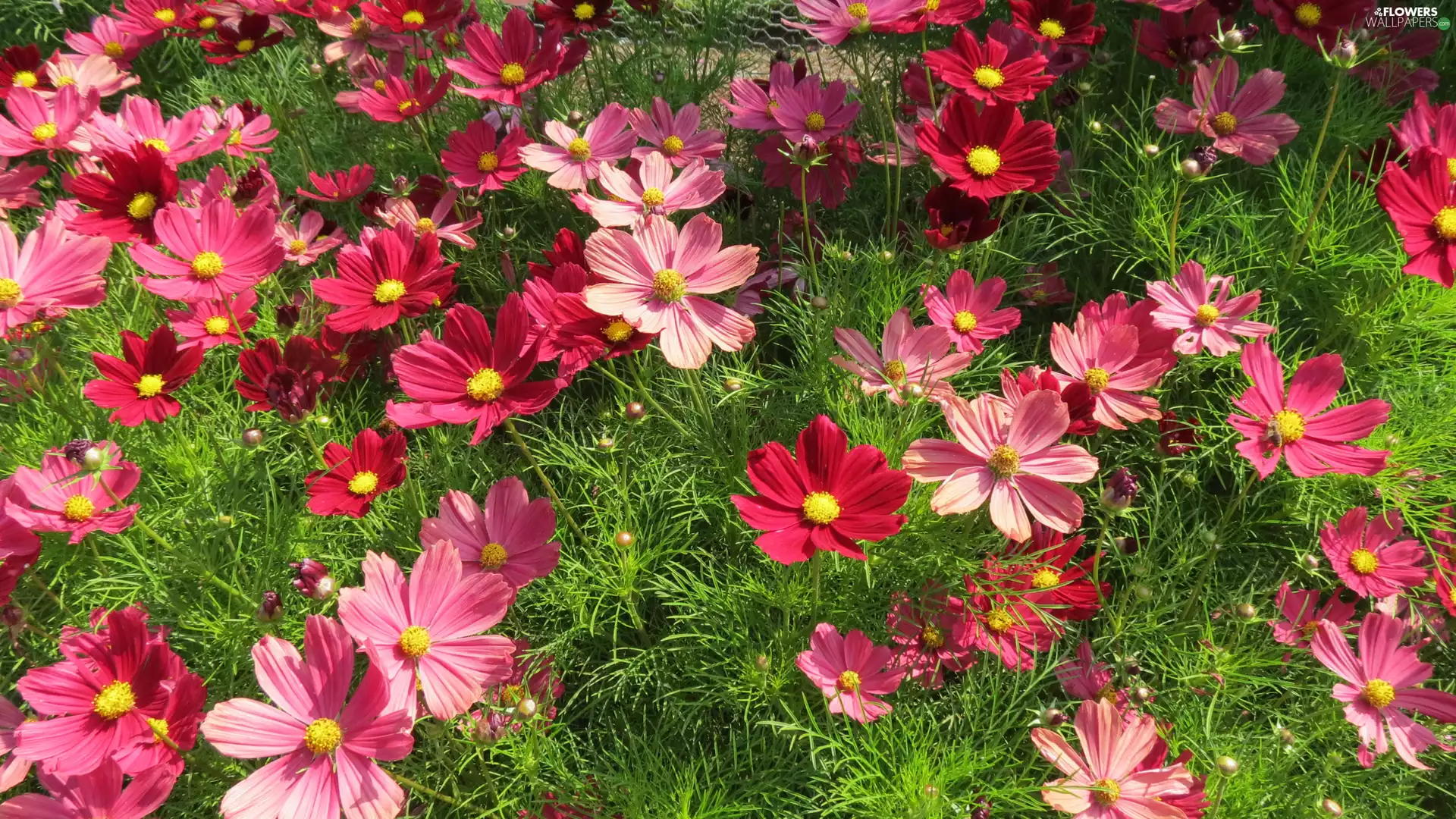 red hot, color, Cosmos, Meadow, Pink, Flowers