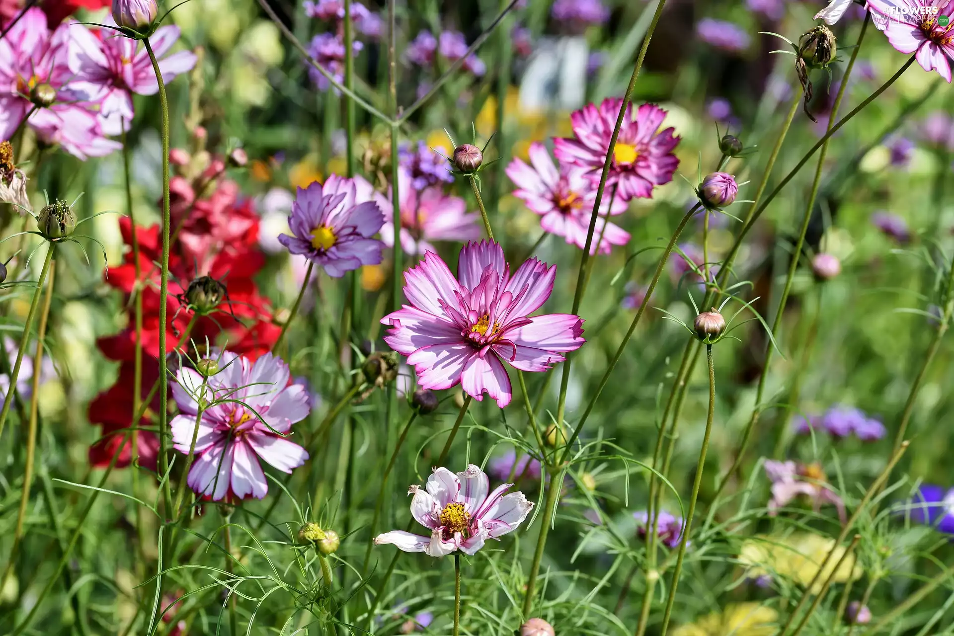 Cosmos, Flowers, Coloured