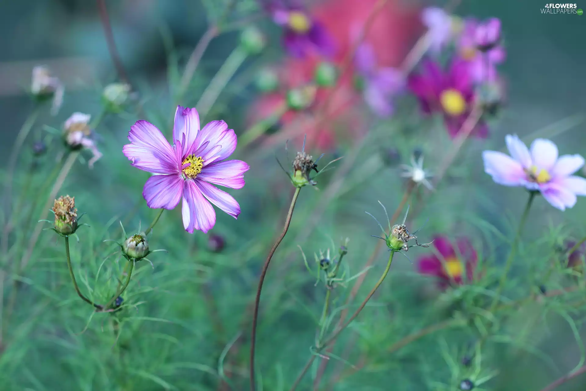 Colourfull Flowers, Pink, Cosmos