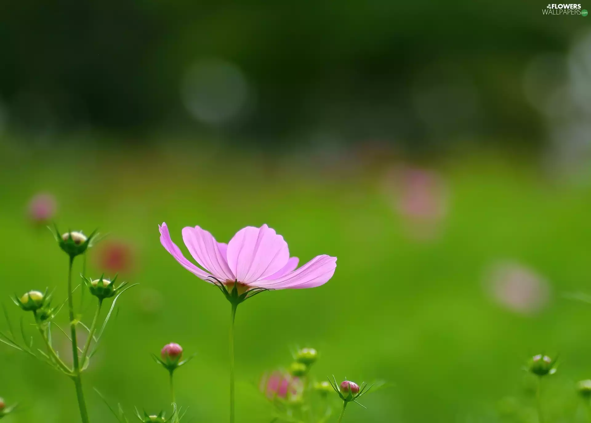 Cosmos, Pink, Flower