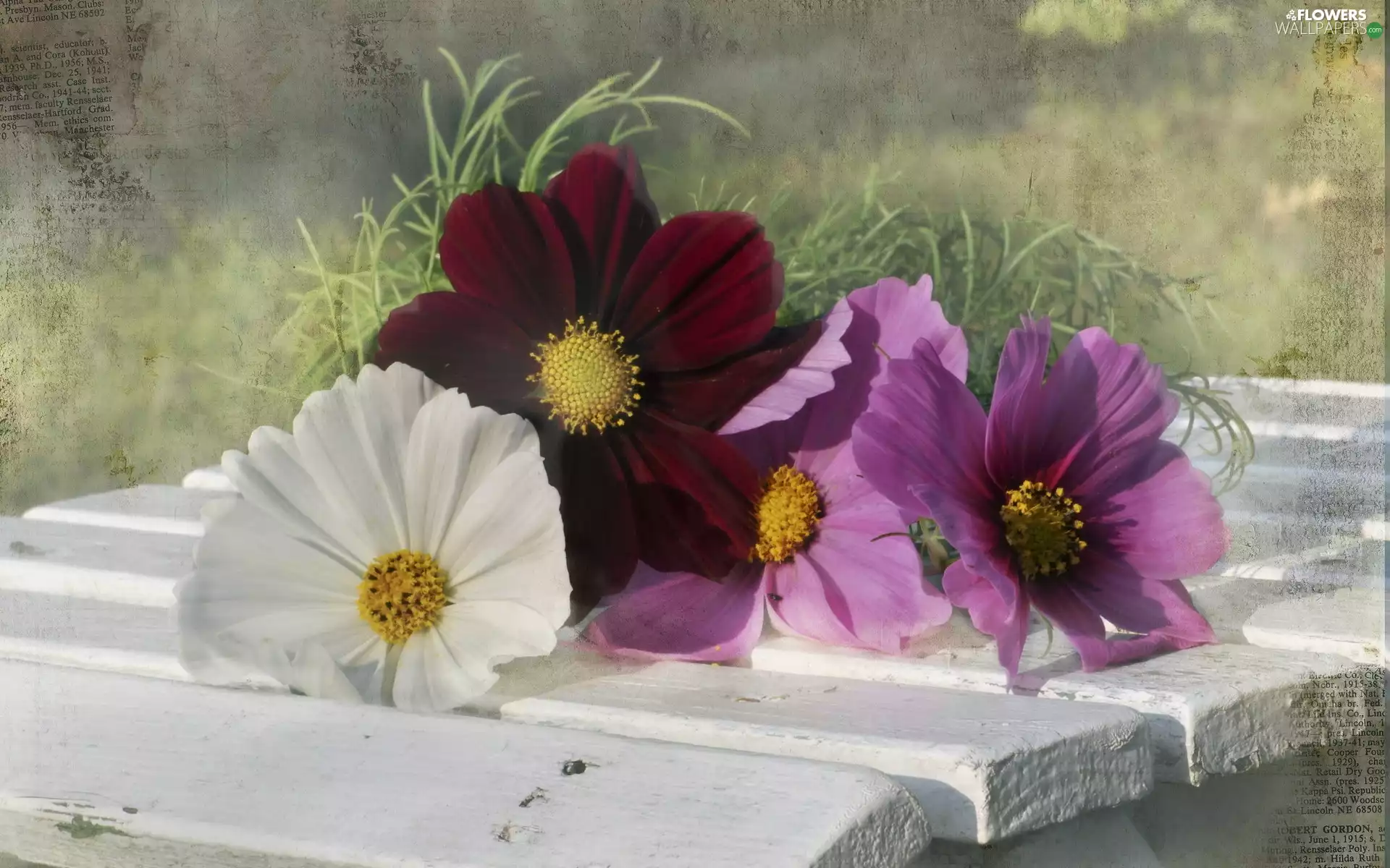 Flowers, White, Bench, Cosmos