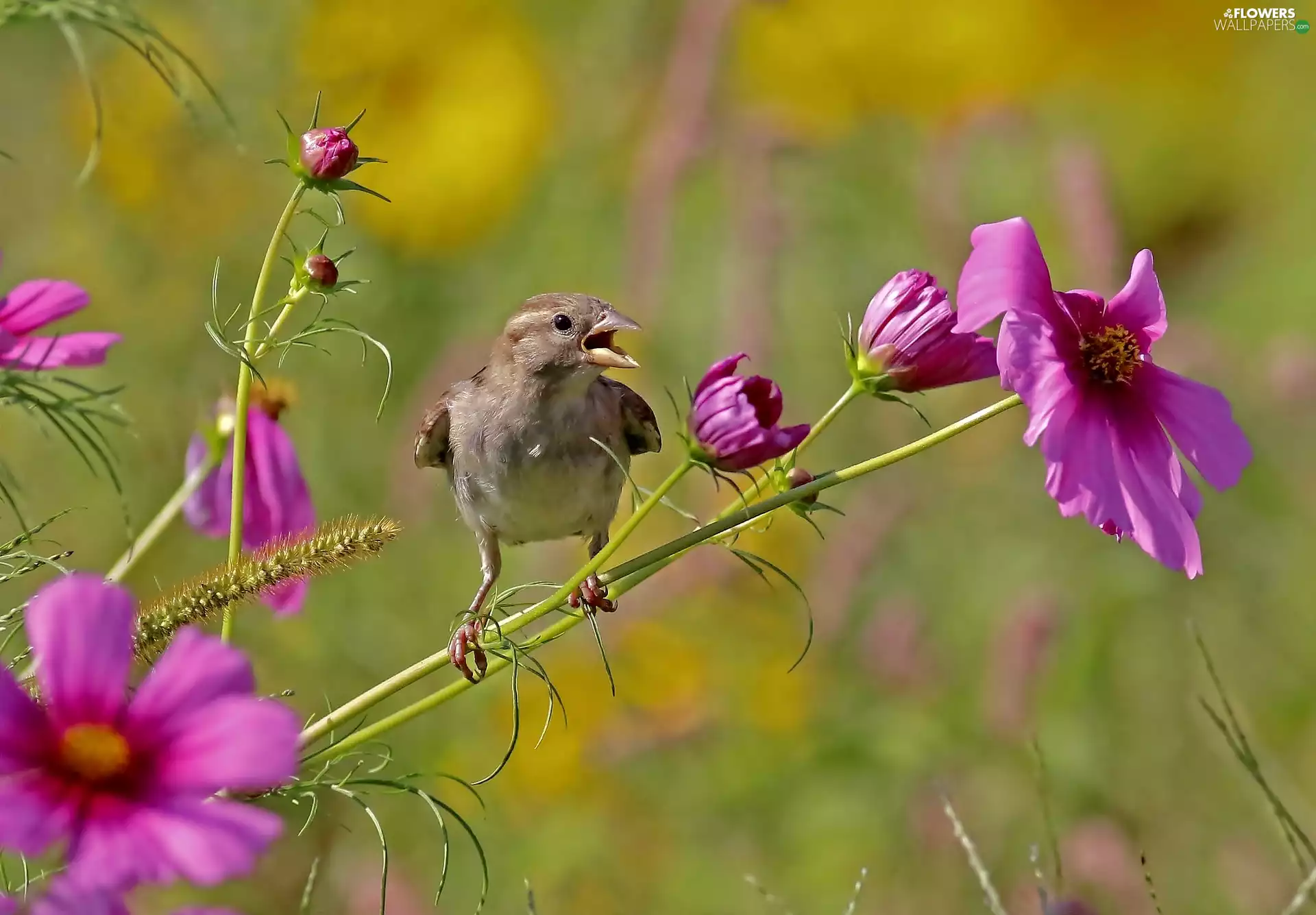 Cosmos, birdies, Flowers