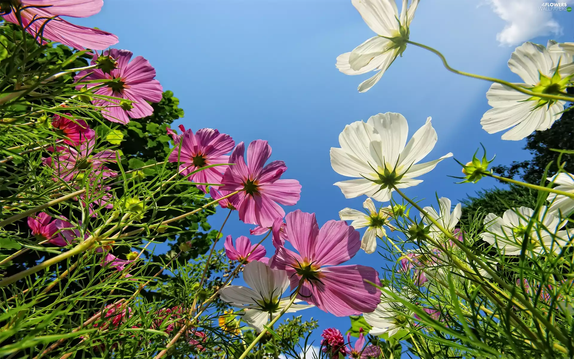 Cosmos, color, Flowers