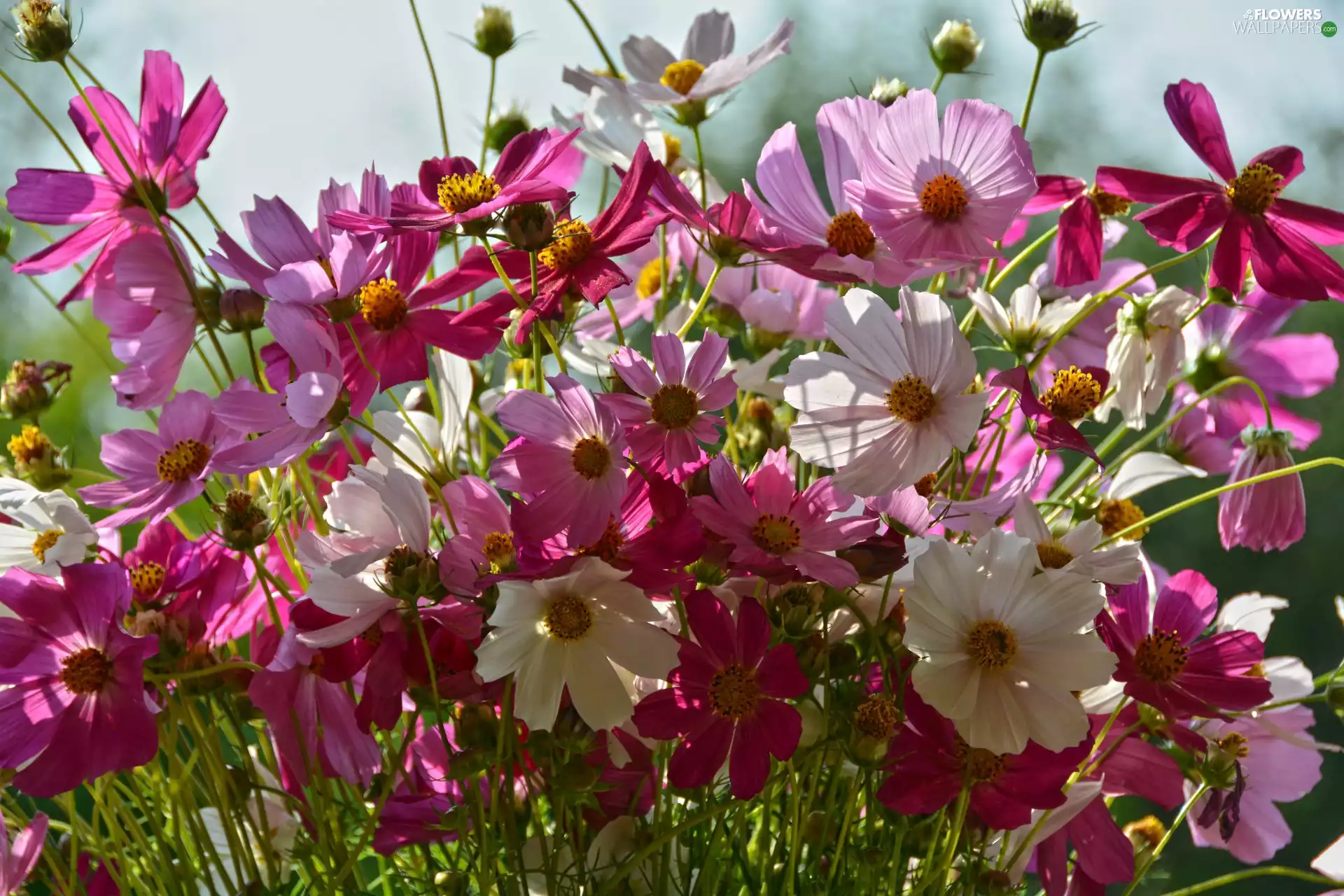 Cosmos, color, Flowers