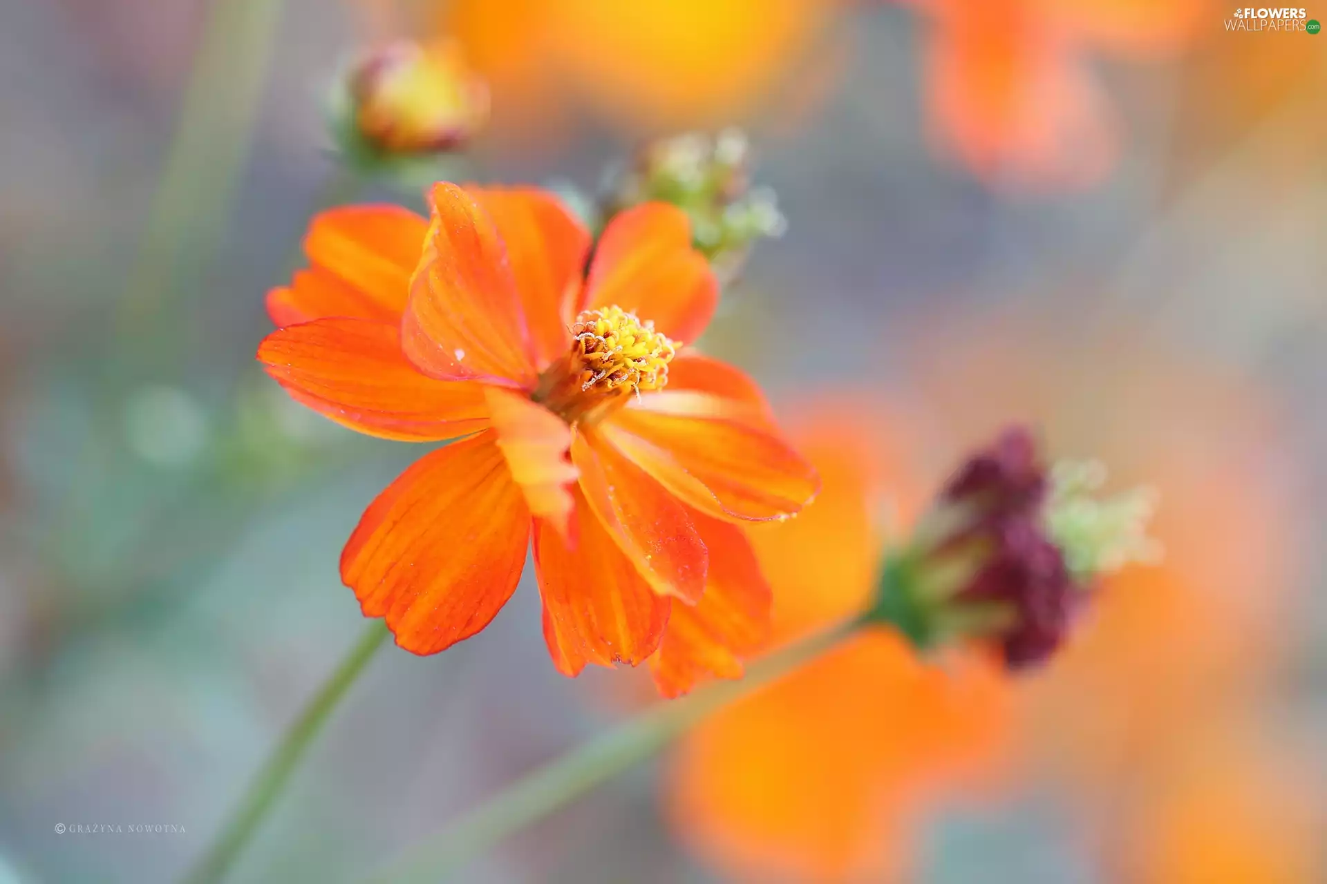 Cosmos, Colourfull Flowers