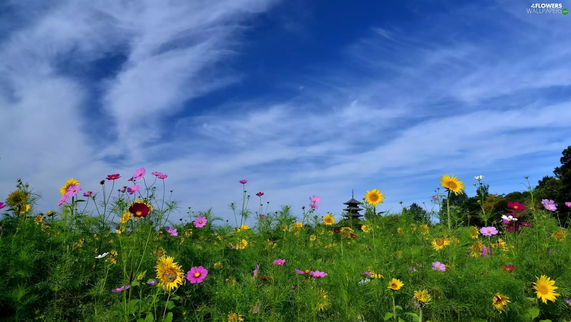 Cosmos, Meadow, Flowers