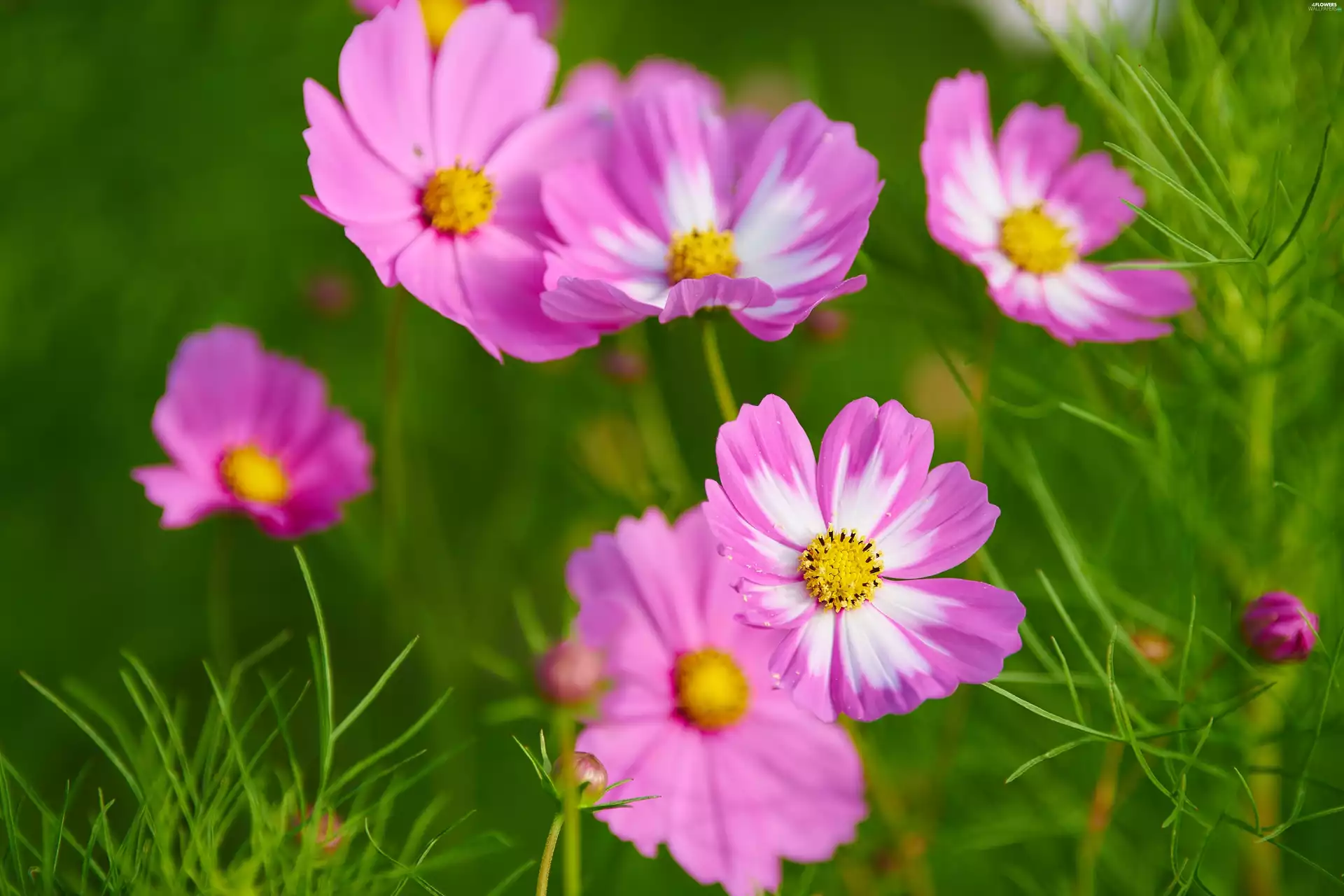 Cosmos, Pink, Flowers